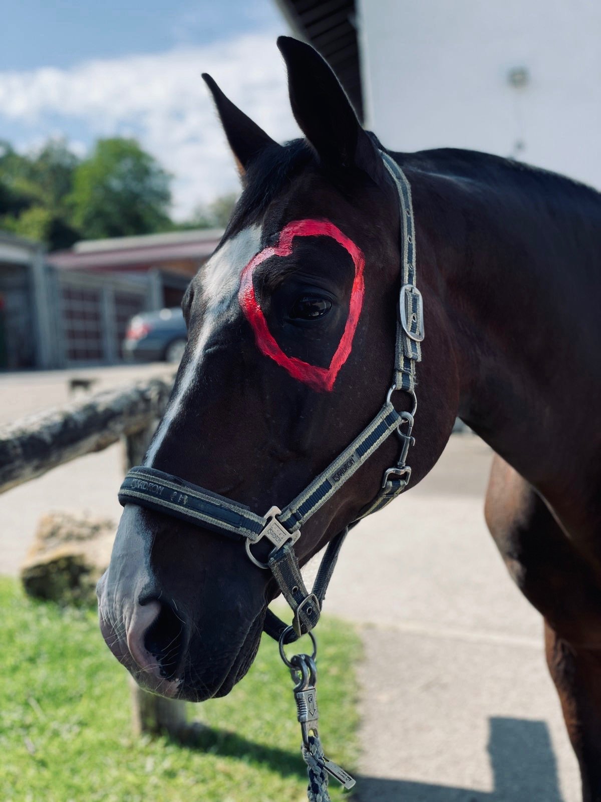 Tierkommunikation für Pferde und Hunde