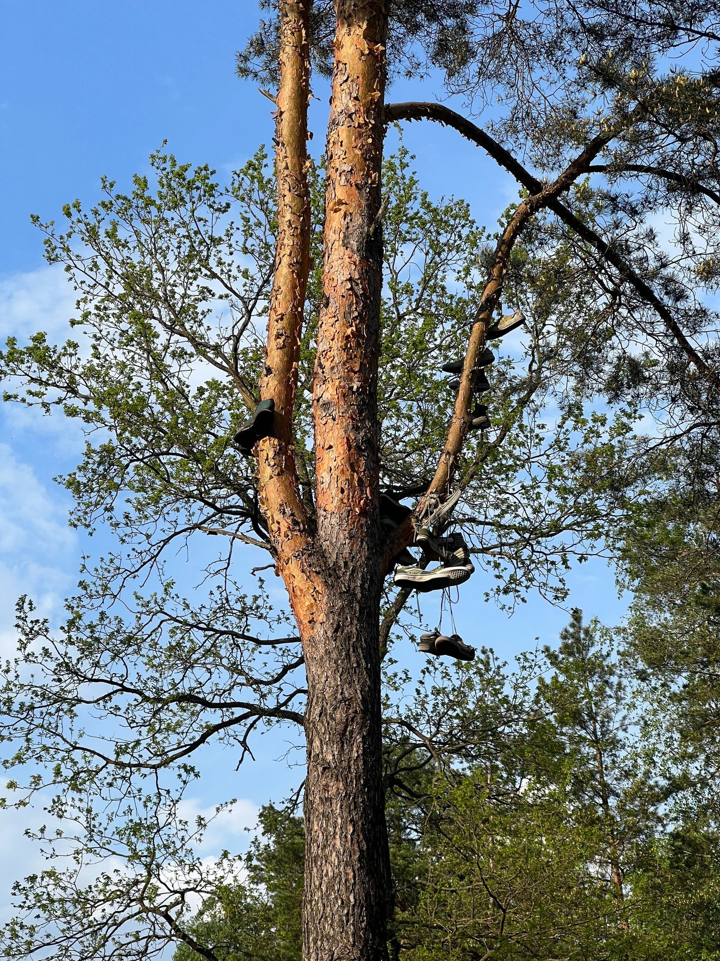 Fot. Justyna Józefowicz, gdzieś pod Warszawą