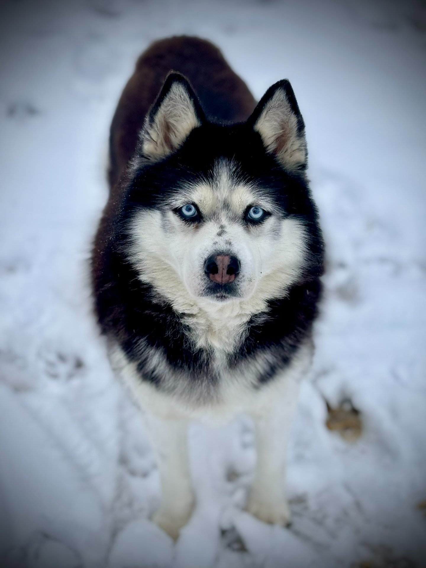 Husky-Erlebnisse, Husky-Ausfahrten, Husky-Trekkingtouren, Husky Abenteuer, Dietfurt, Bayern