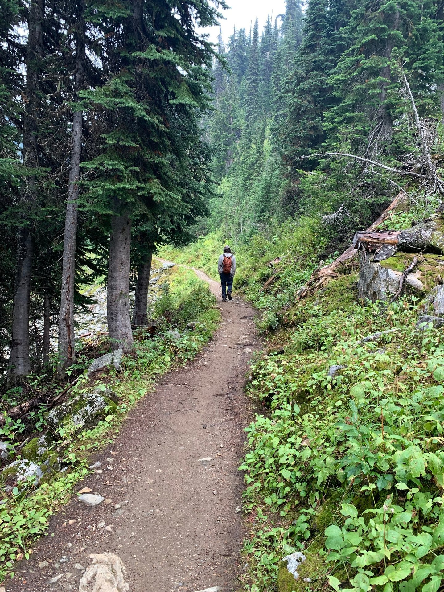 man walking away on a trail in a forest