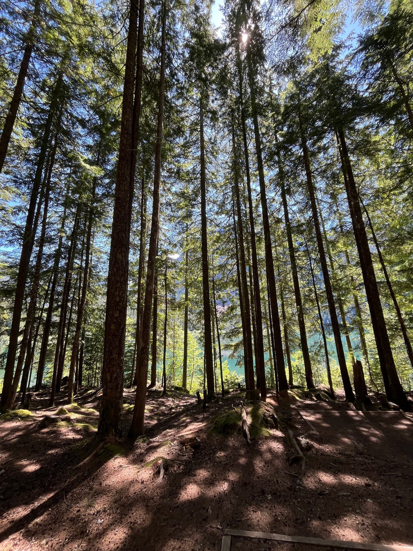 many trees. sun coming through the trees. dappled shade and sun. water and mountain behind trees
