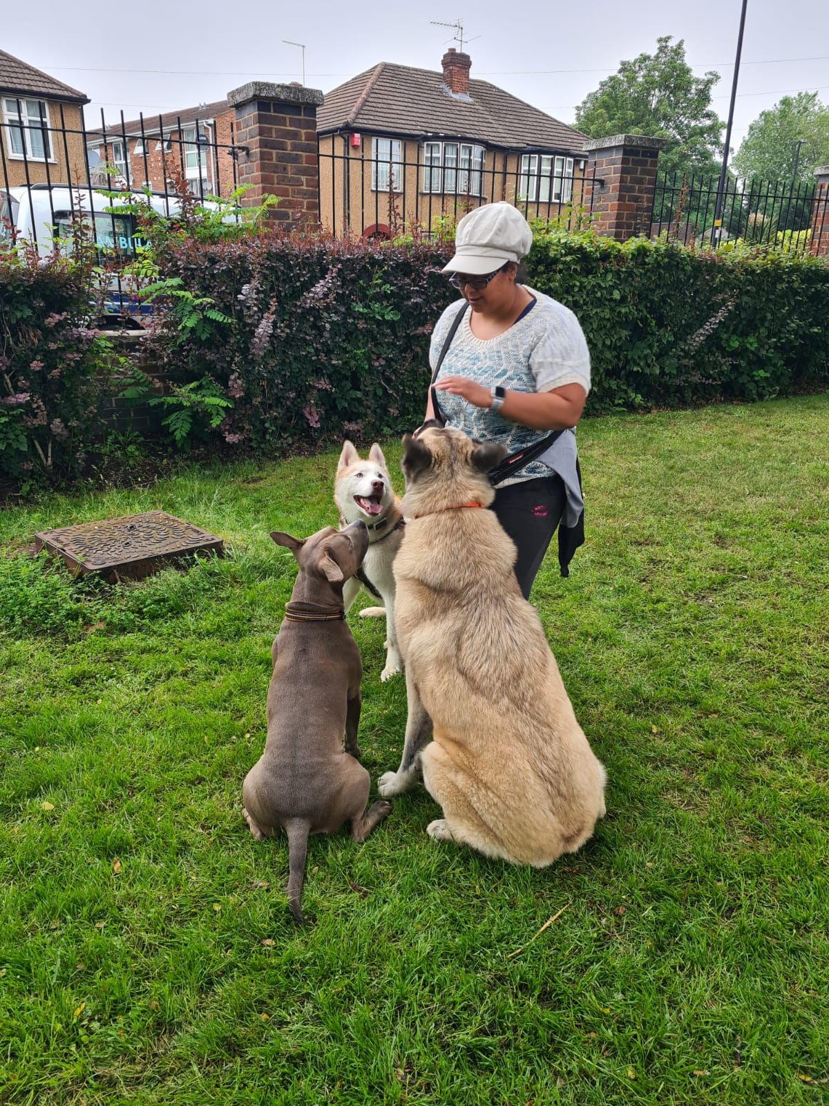 Local dog trainer with three well-behaved and controlled dogs in N9, Edmonton