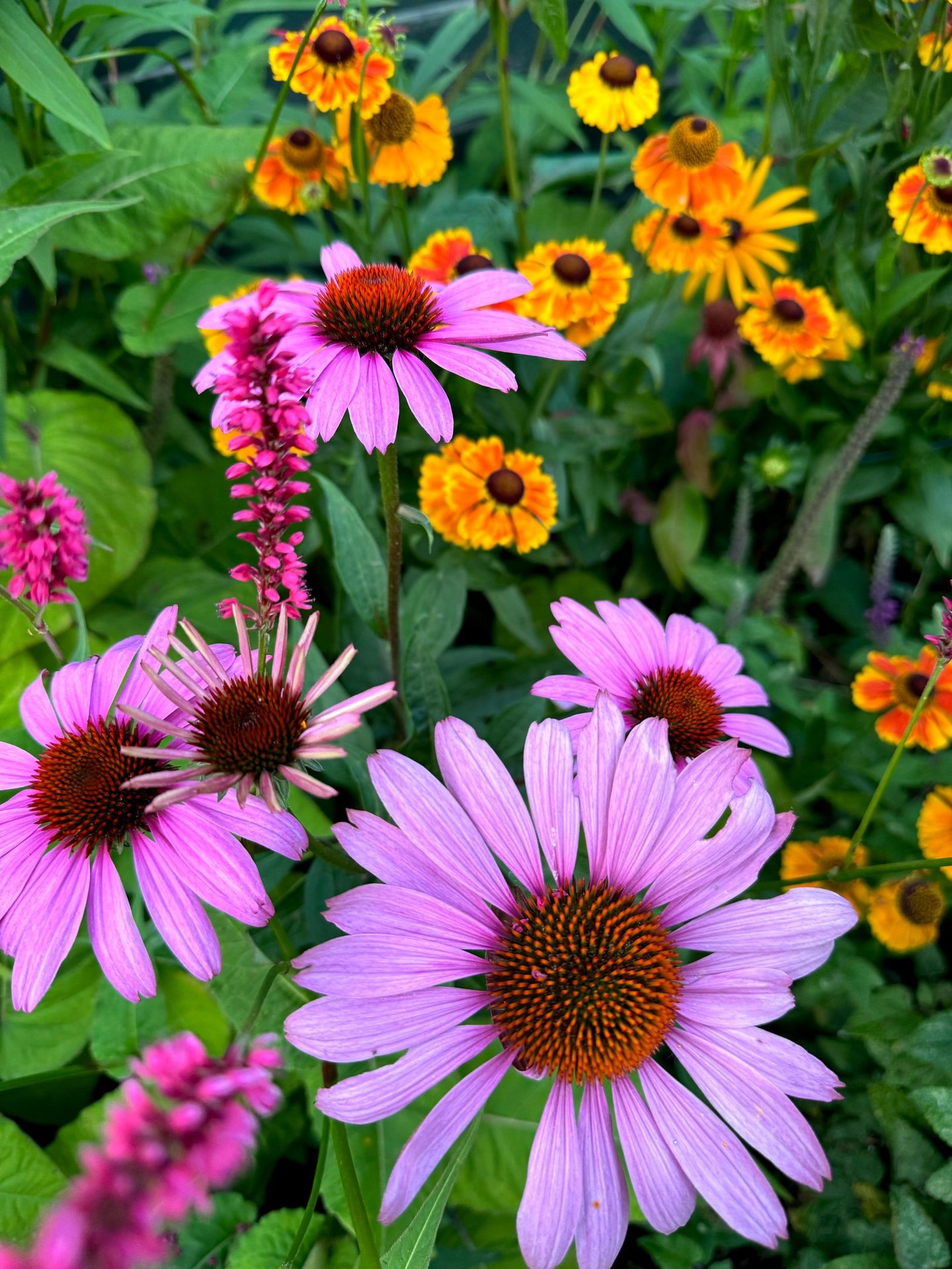 Roze zonnehoed plant in een tuin