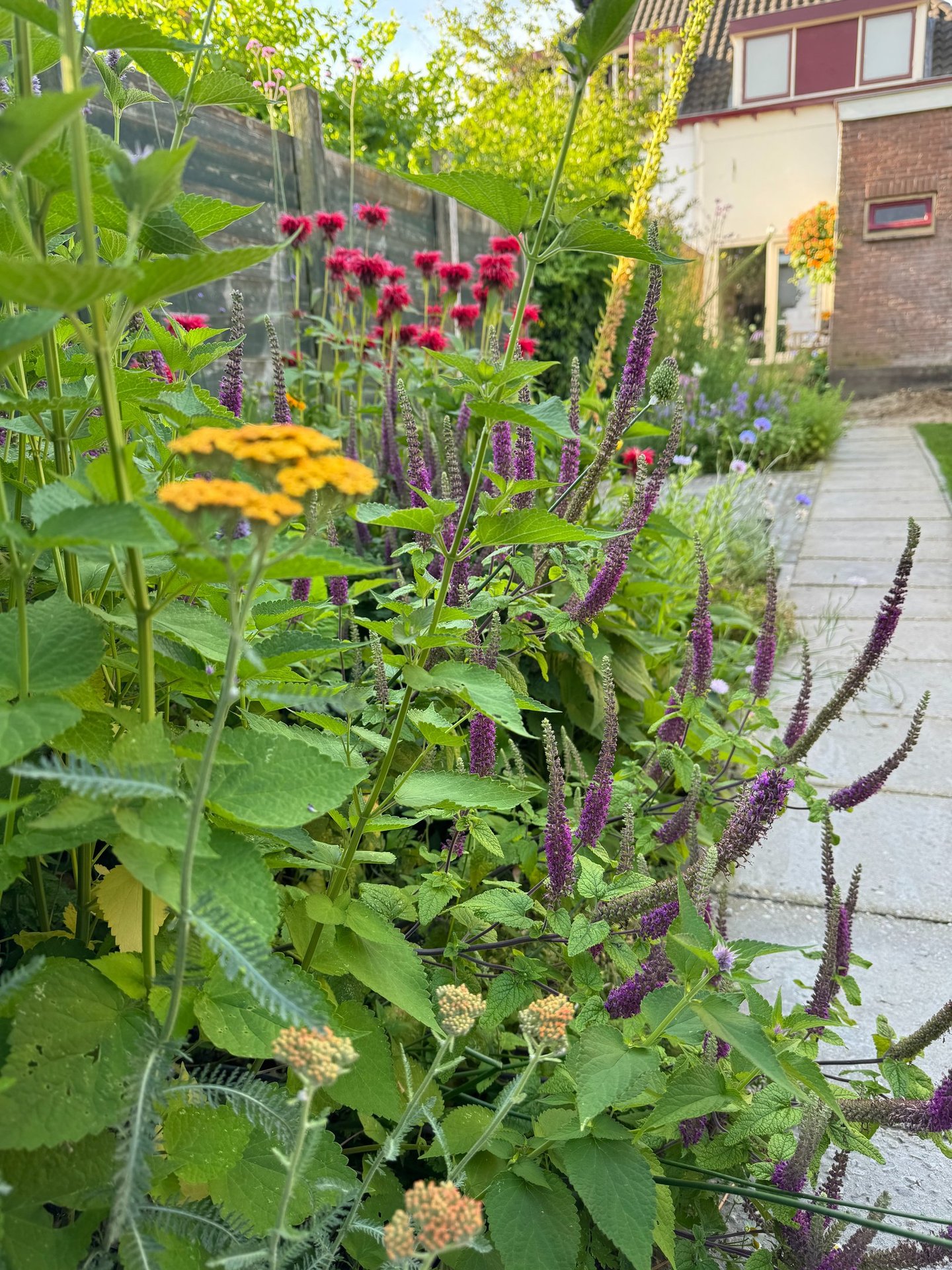 Vaste planten combinatie van geel paars en rood in een tuin
