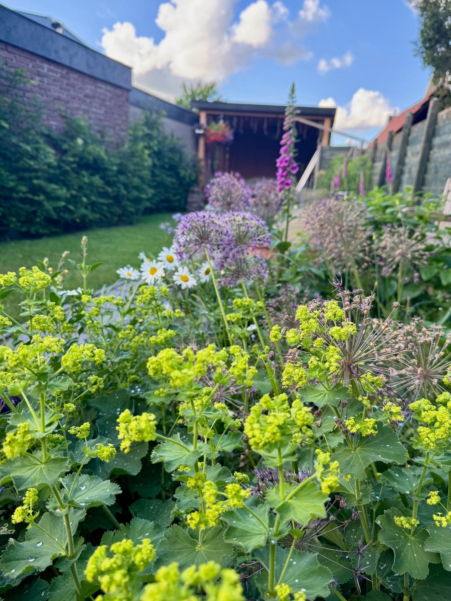 perennials for spring purple and green