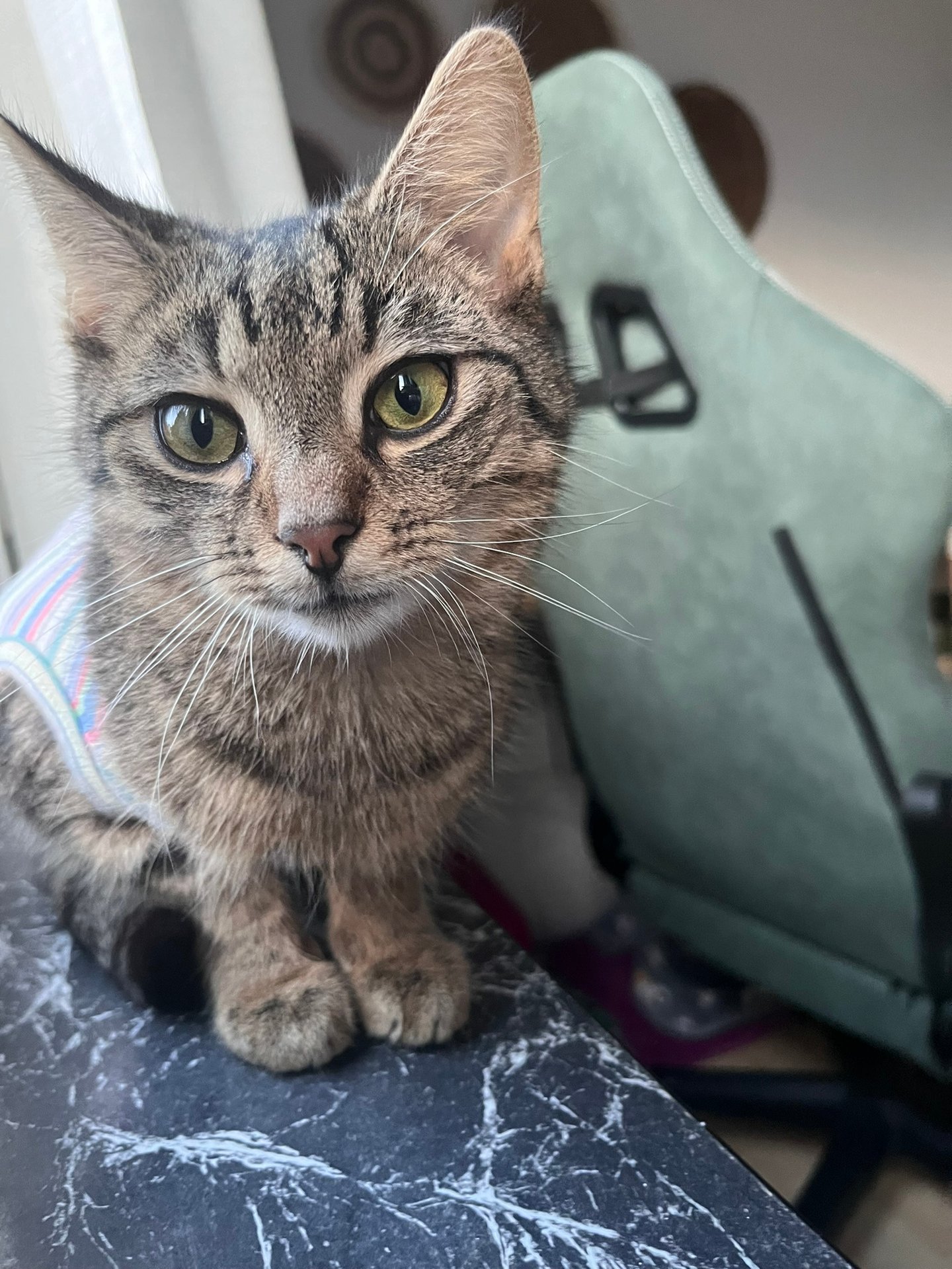 eine getigerte Katze, die in die Kamera schaut