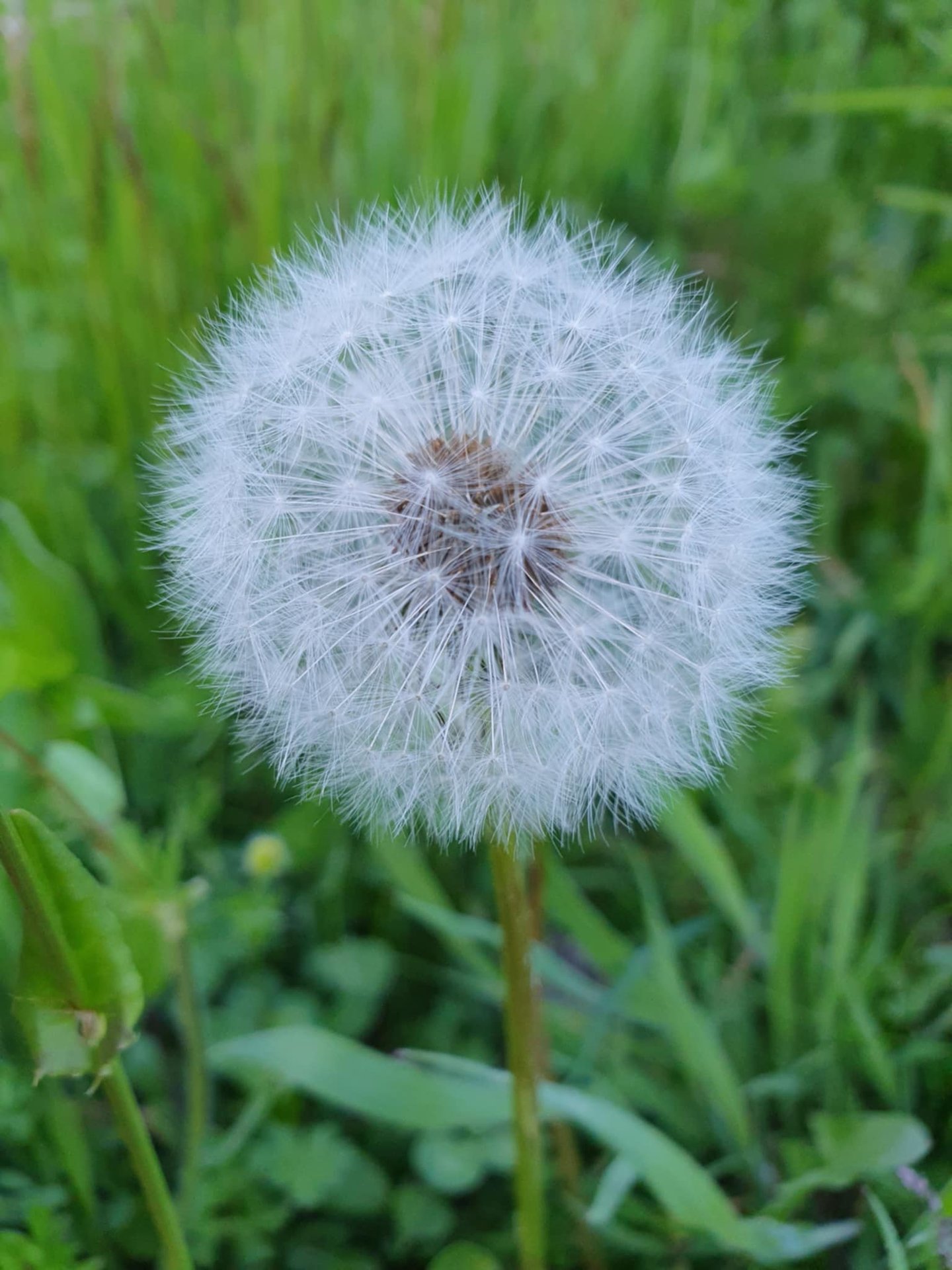 Geštalto psichoterapeutė