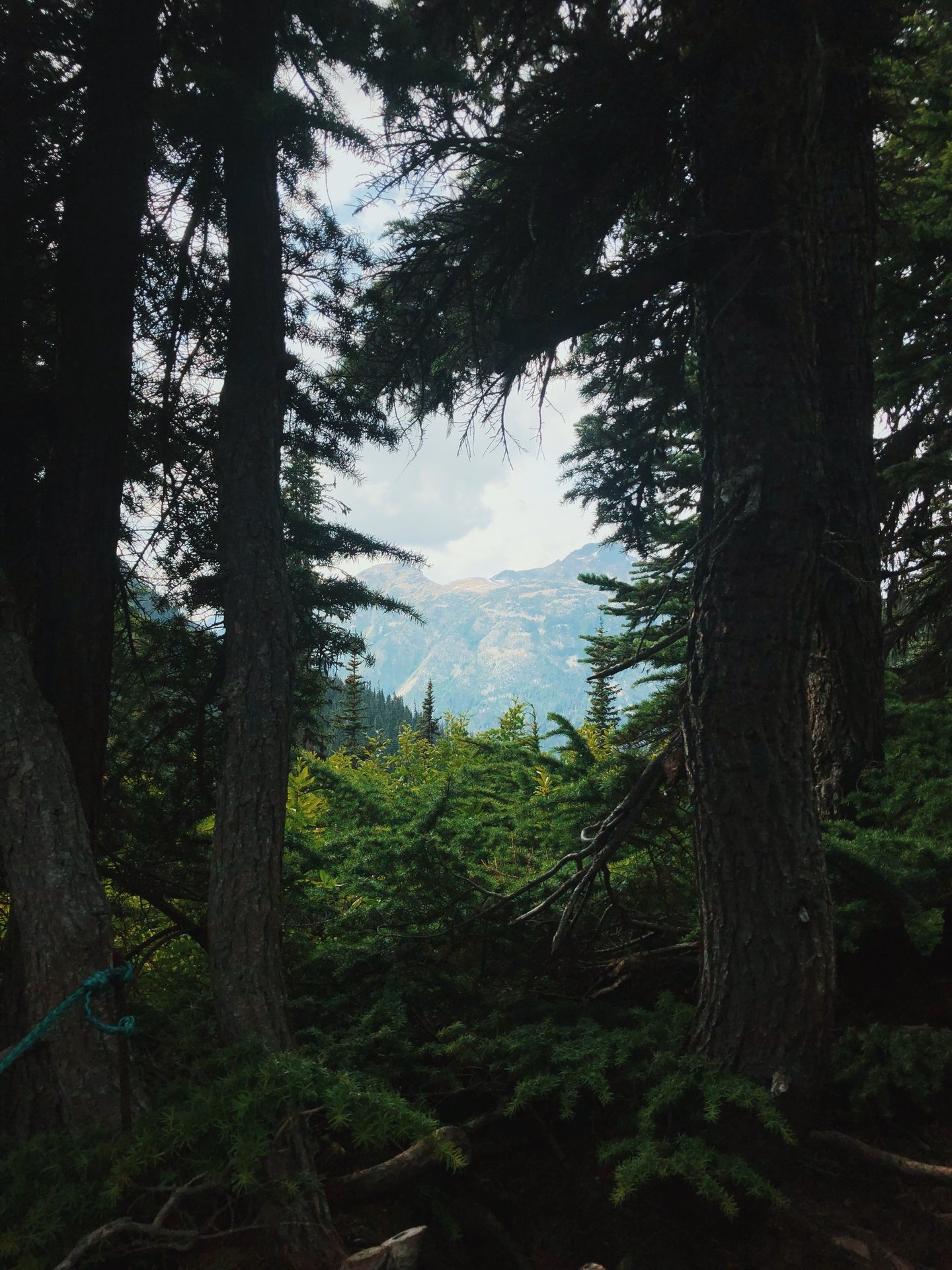 A nature photo of blue mountains framed by green trees.
