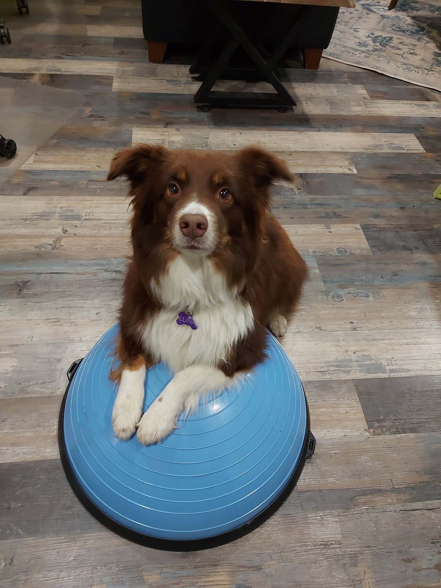 dog on exercise equipment