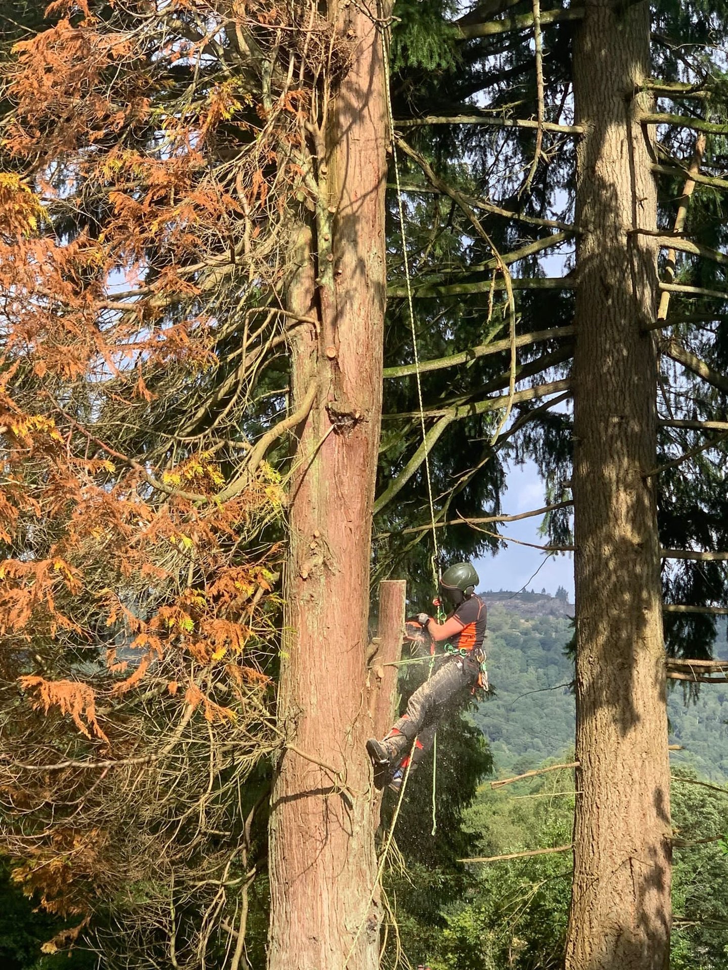 tree surgeon cutting a tree in the air