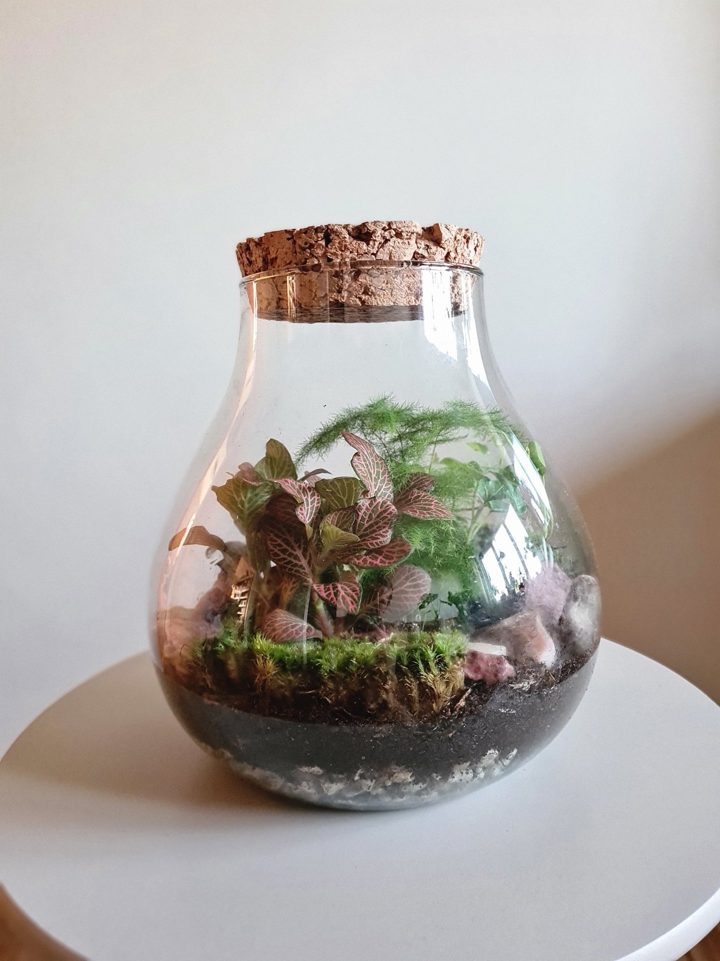 Augu terārijs no sāna. Iekšā var redzēt augus.