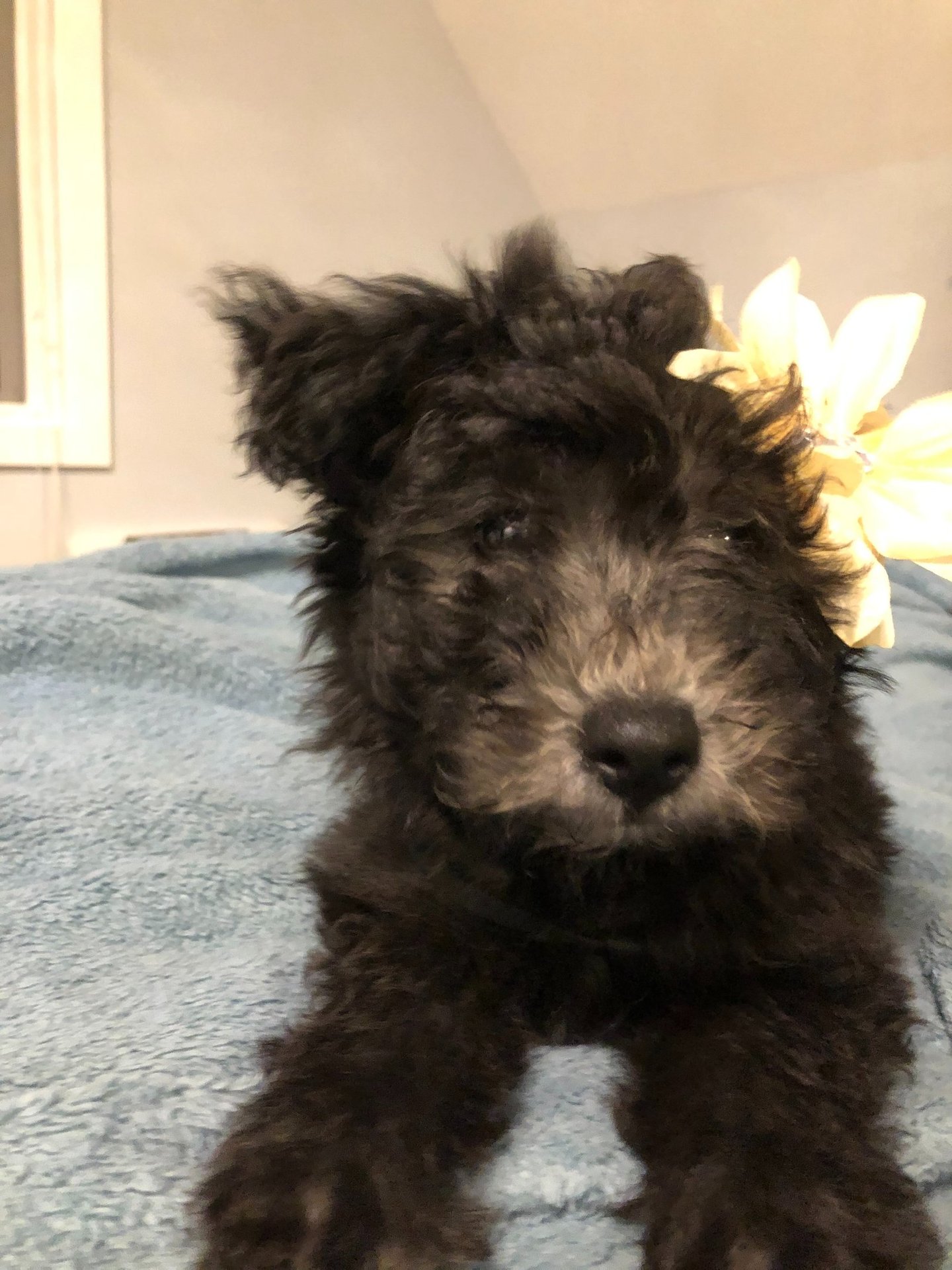 Hungarian Pumi puppy that has begun a colour transformation from black to silver