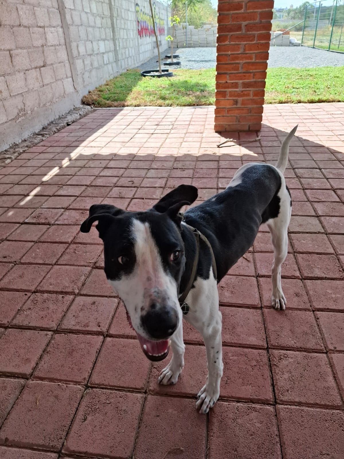 perro feliz cuidado en Bodoques peludos