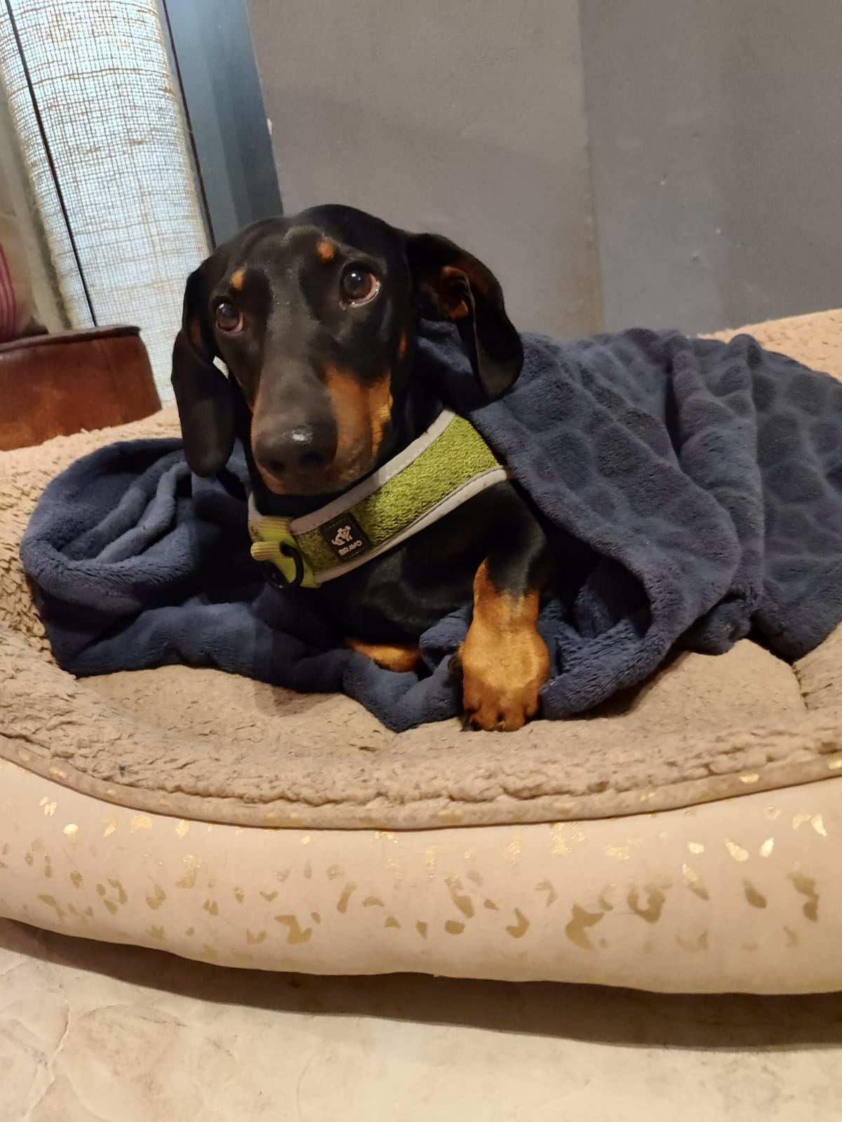perro salchicha descansando en Bodoques Peludos