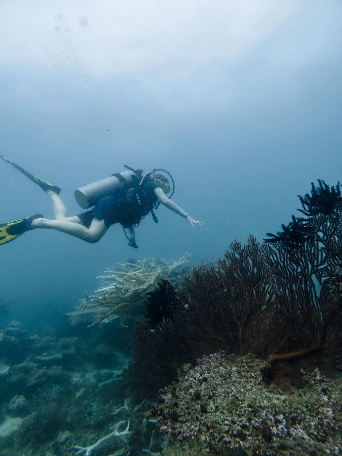Buceo en puerto vallarta 