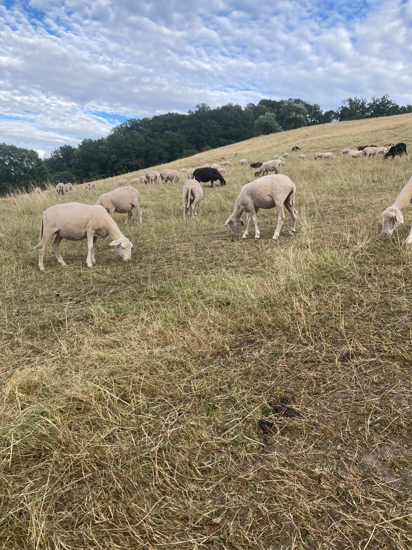 Die Merino Landschafe sind auf der Weide am Österberg