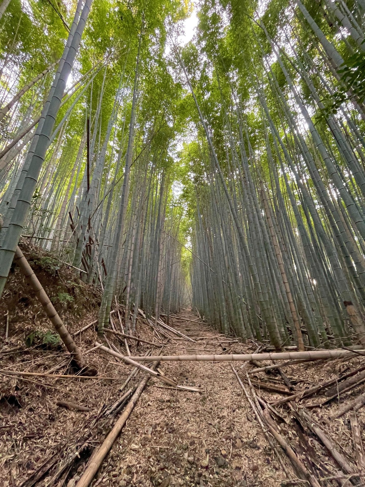 bamboo whisk project