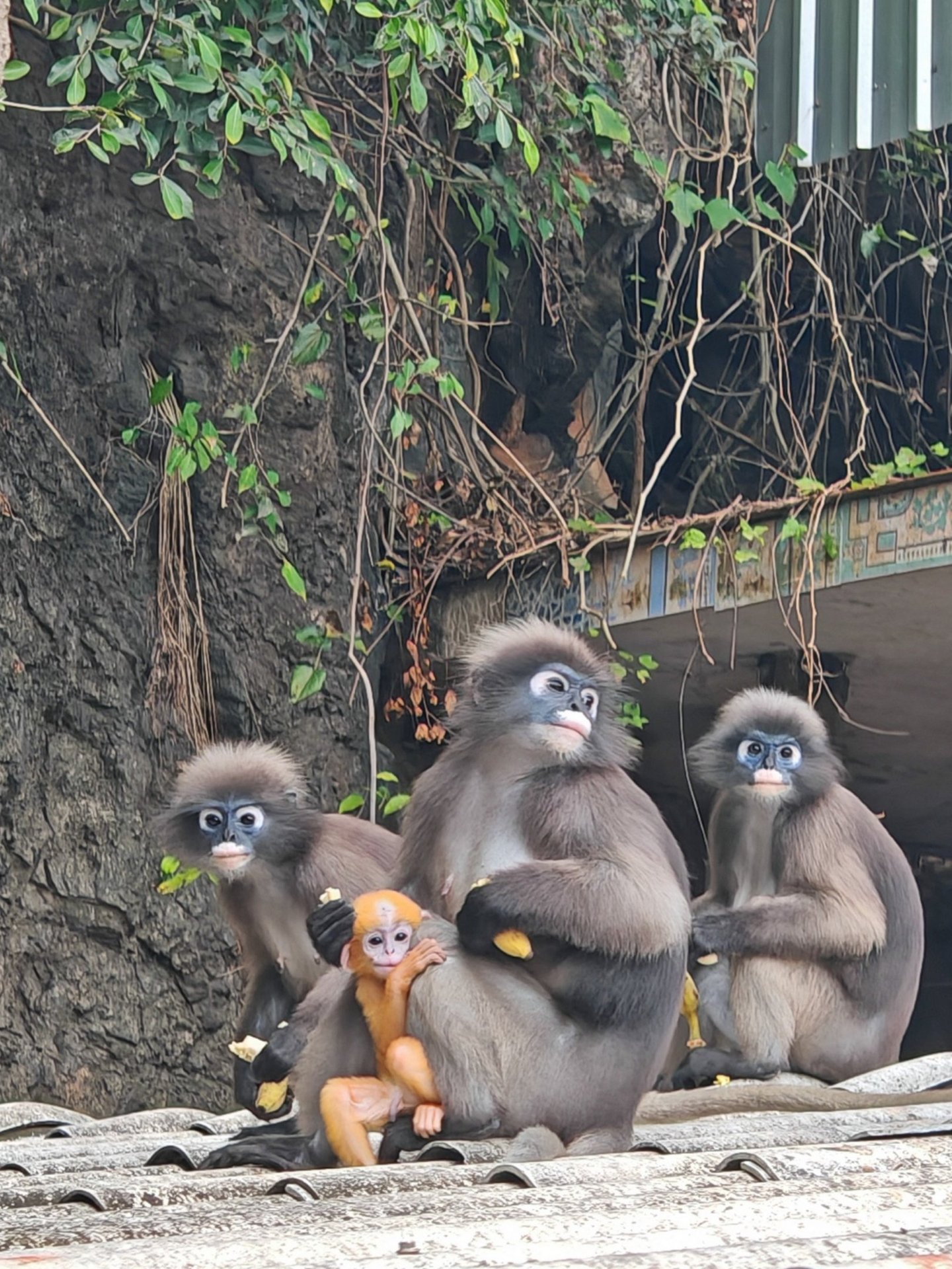 Langurs, singes à lunettes, Chumphon