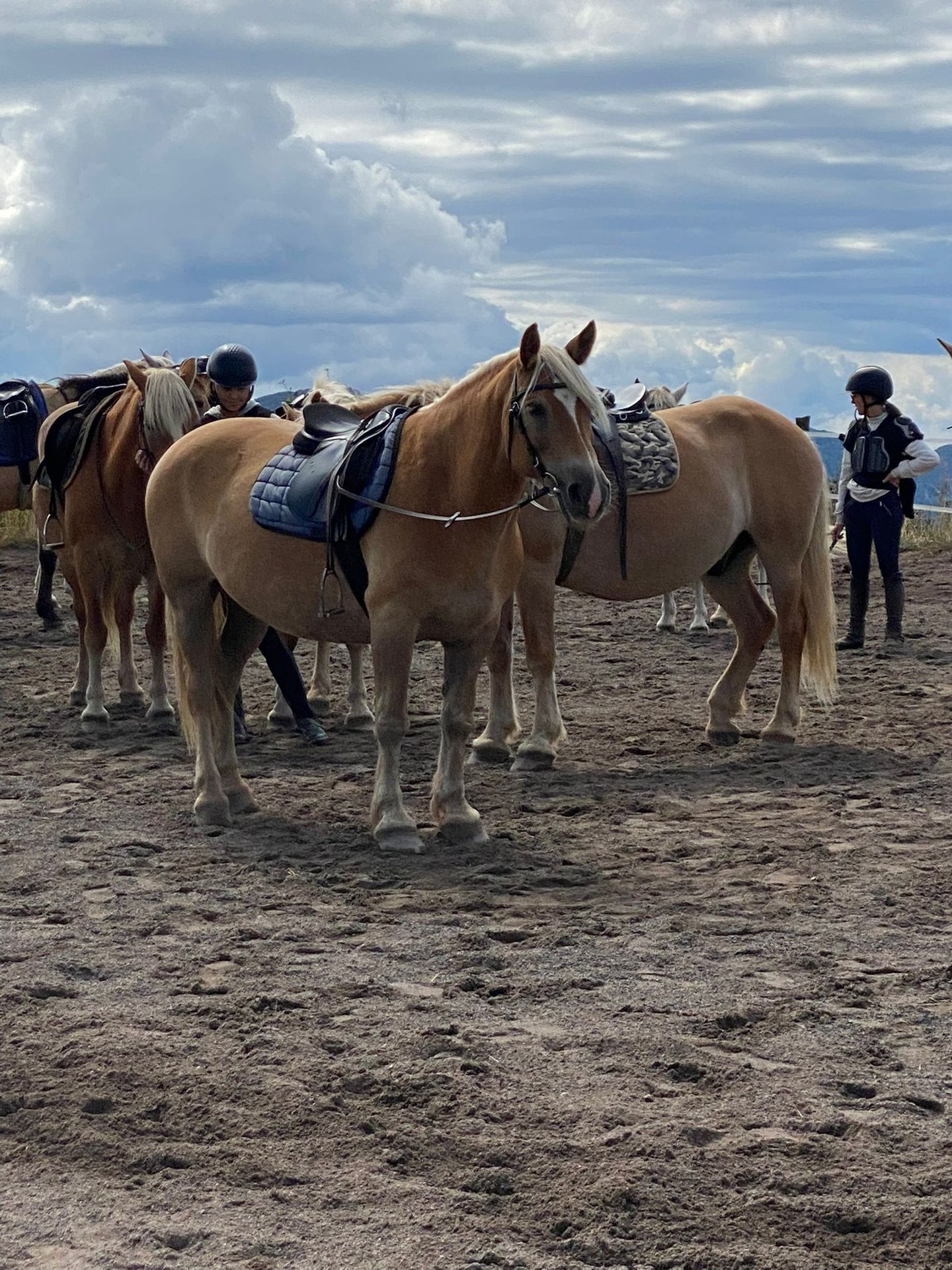 chevaux et cavaliers lors d'une halte
