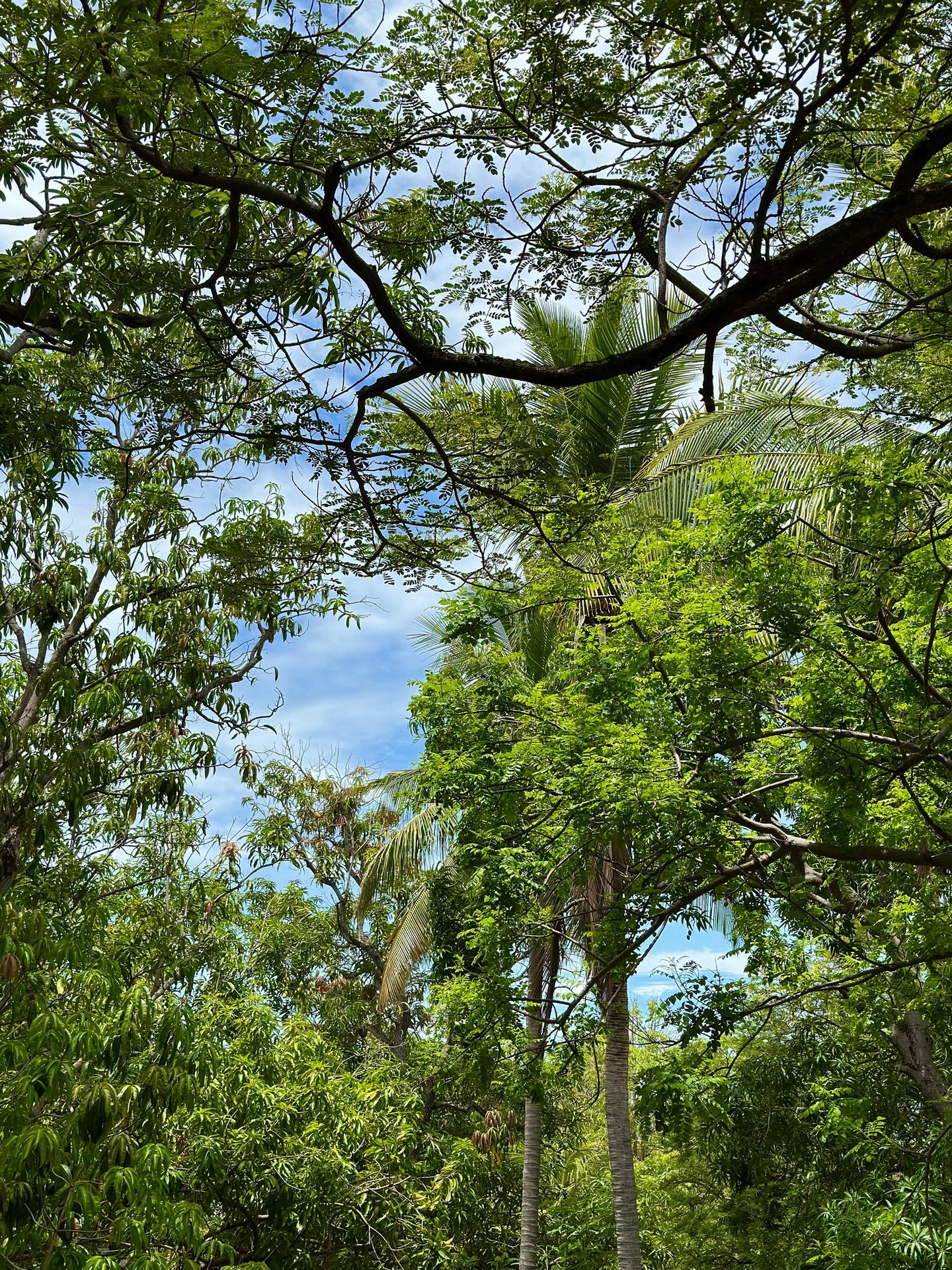 trees at plaza mango verde