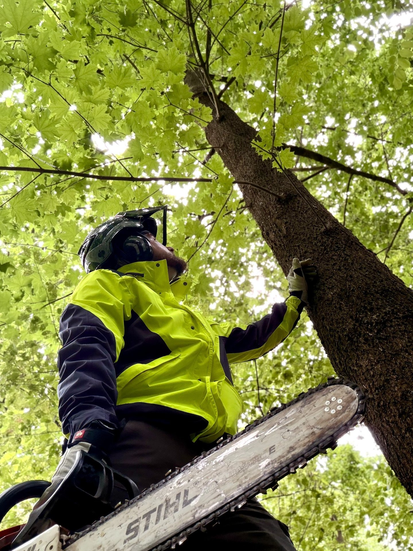Arborist in safety gear using a Stihl chainsaw for professional tree removal and pruning service.