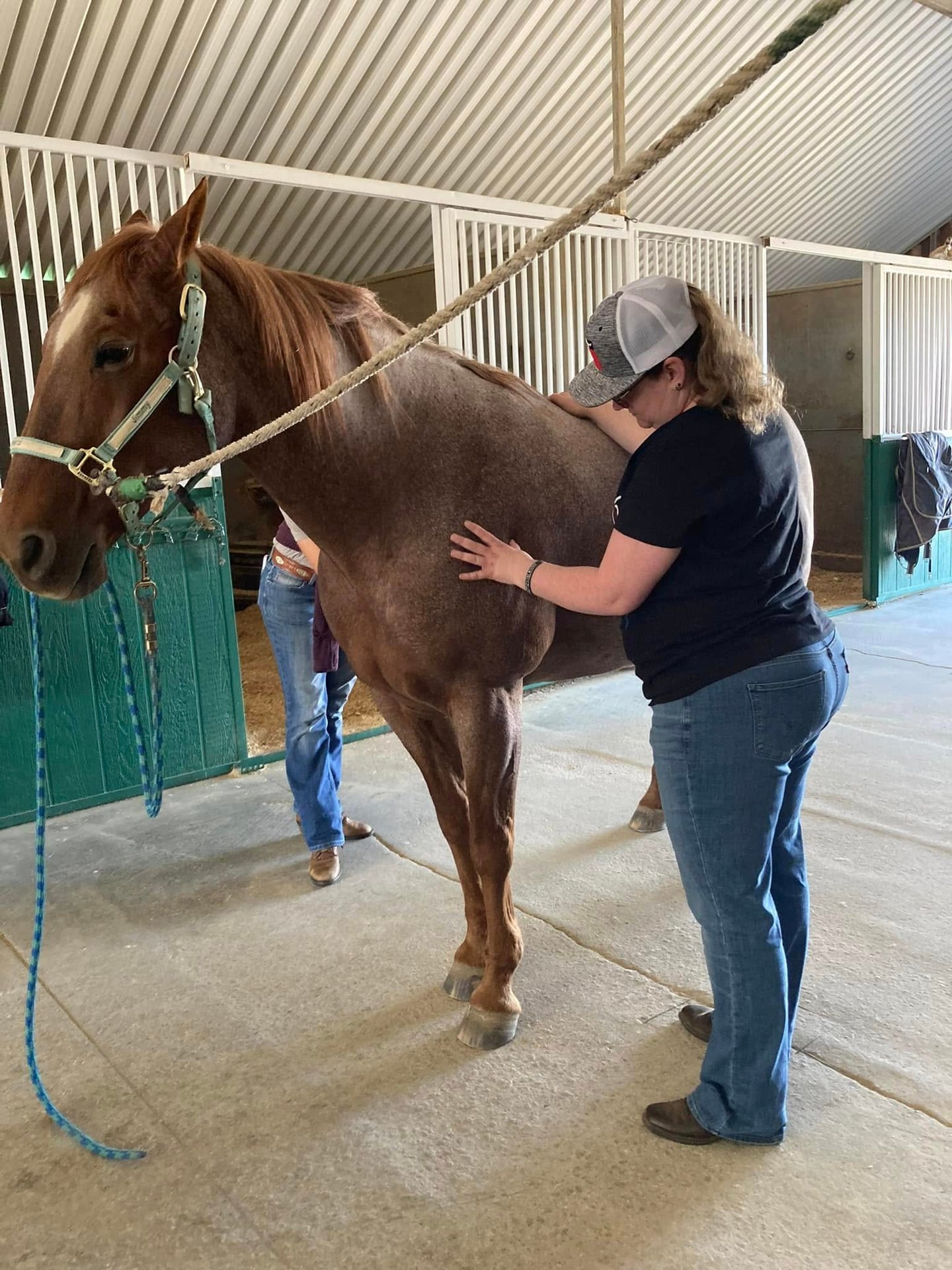 An equine massage therapist performs manual therapy on a chestnut horse inside a stable aisle.