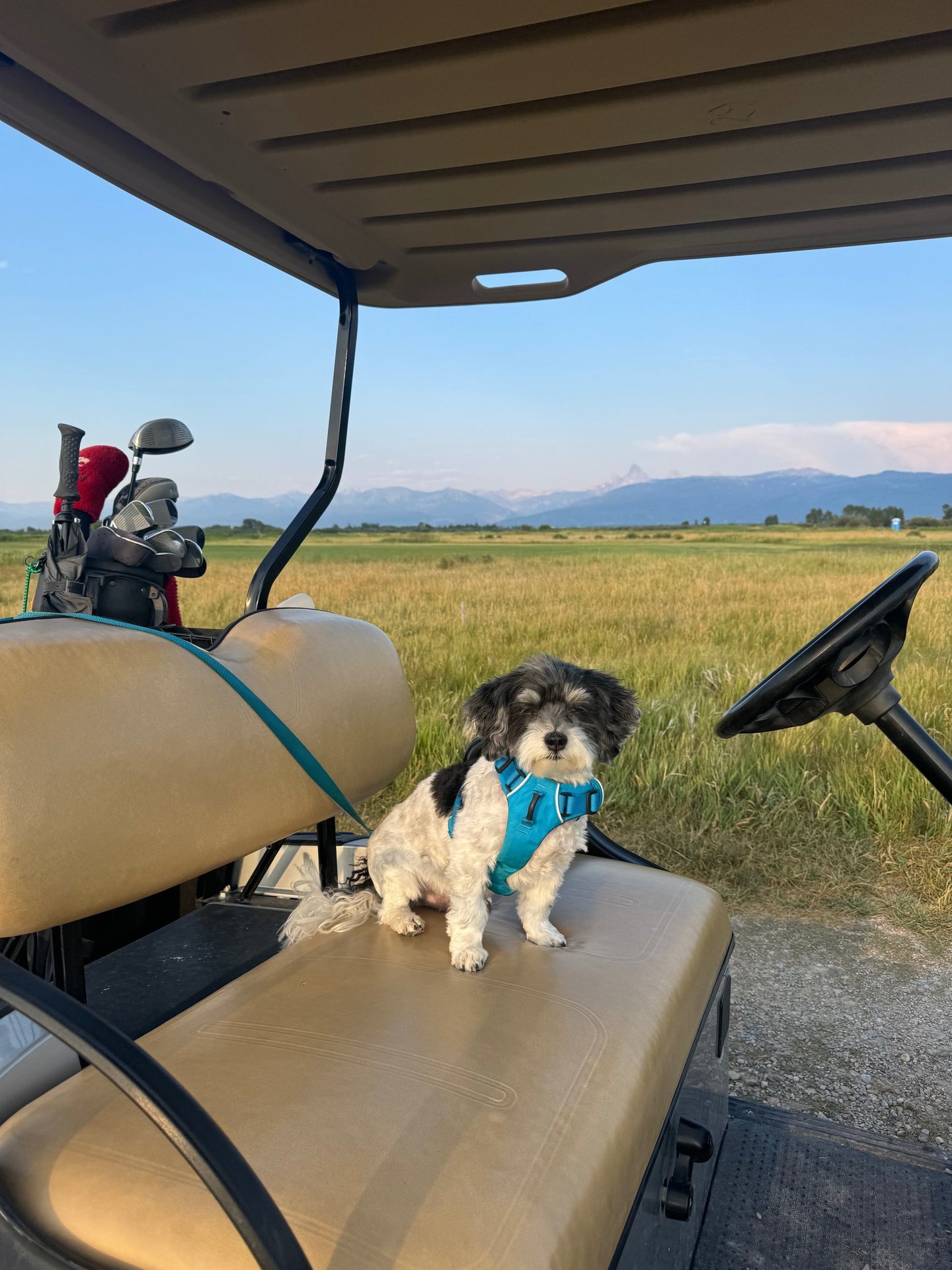 A small black and white dog wearing a blue harness sits on a golf cart seat with a mountain background.