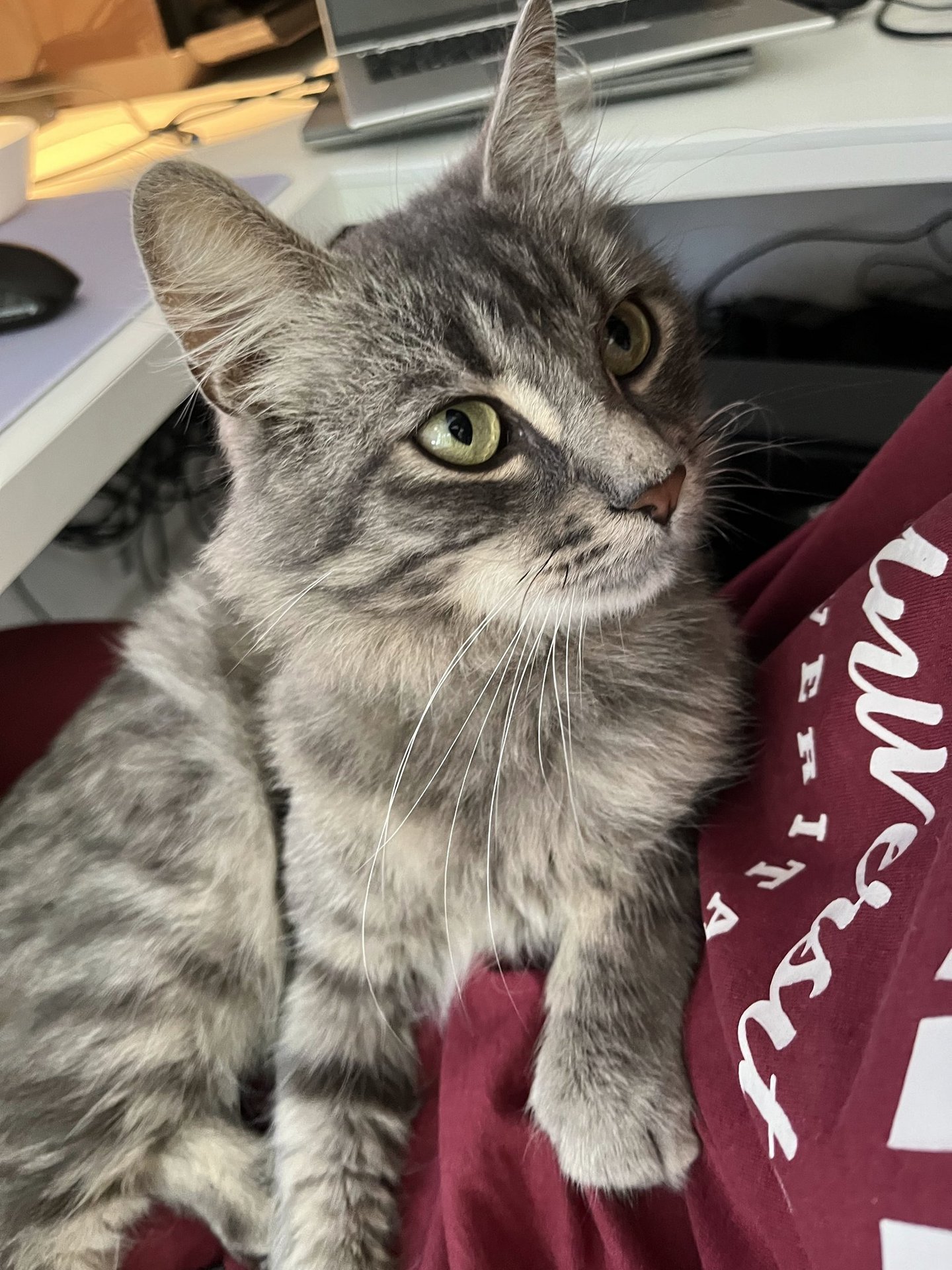 Chat en famille d'accueil