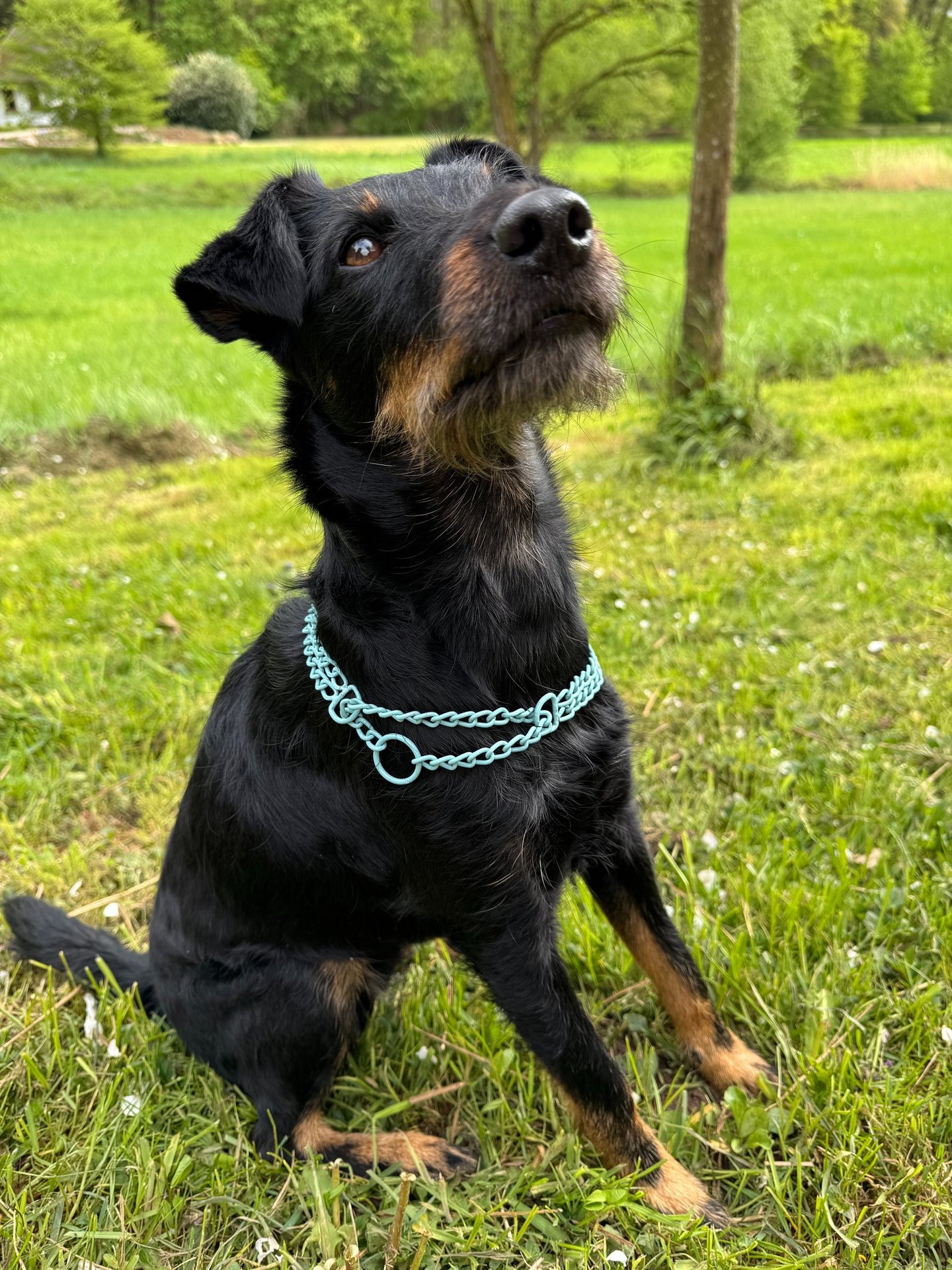 Hund mit Schwarzem Fell und Zugstophalsband in Türkis, Kettenhalsband bunt, Pulverbeschichtet