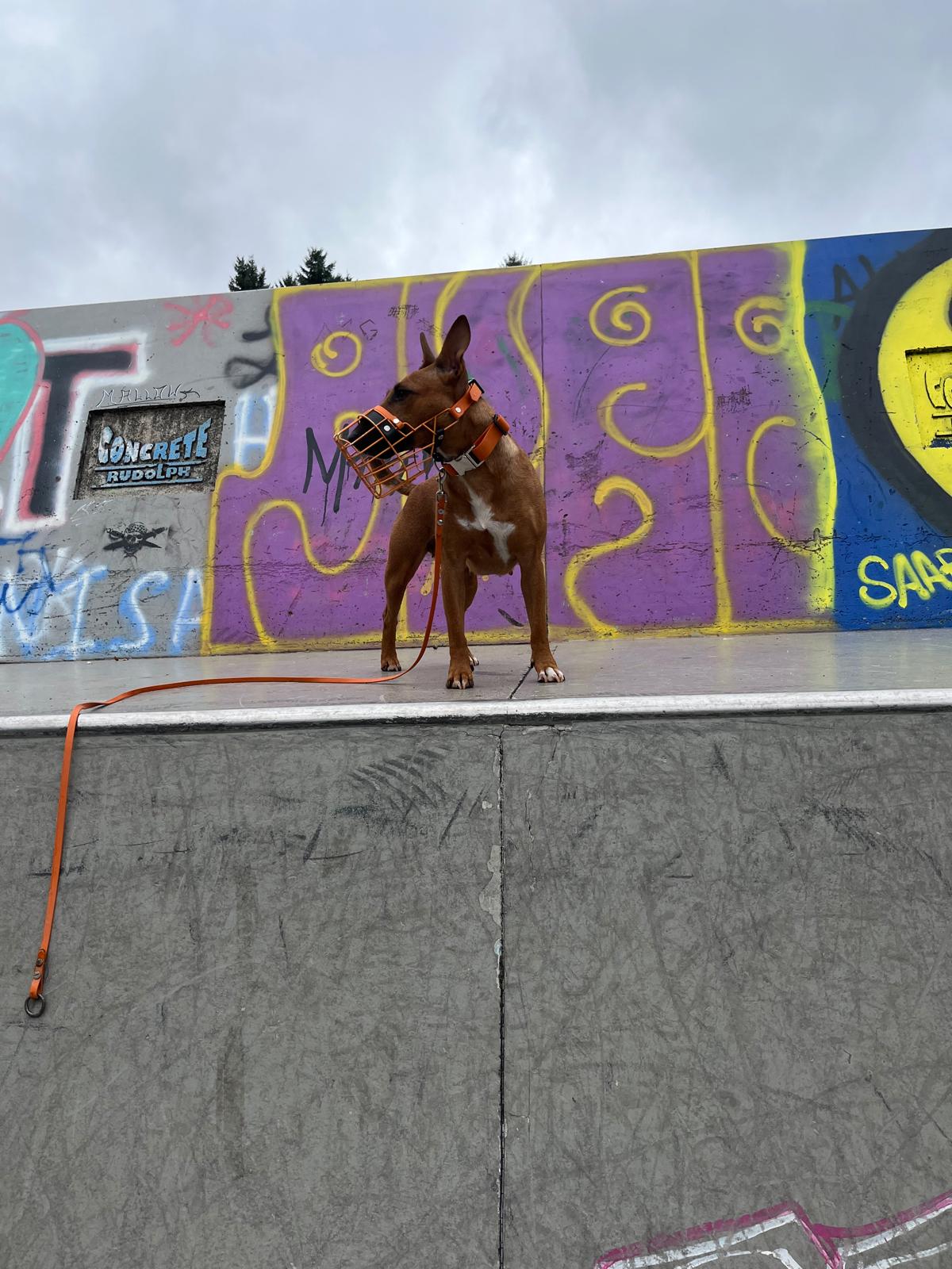 Hund mit pulverbeschichtetem Maulkorb in Orange mit Orange Biothane