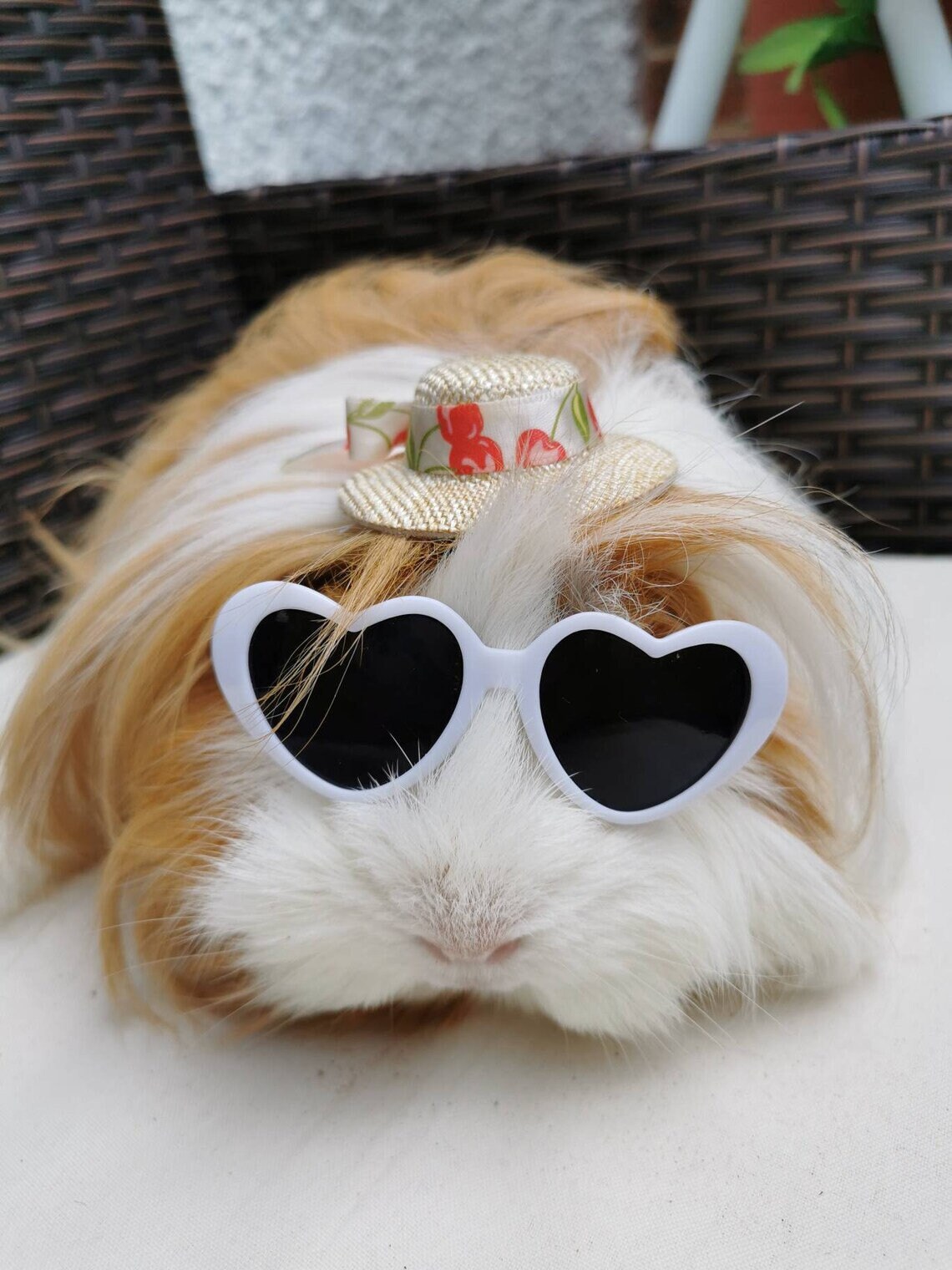 a guinea guinea guinea guinea guinea guinea guinea guinea guinea guinea guinea guinea guinea guinea guinea