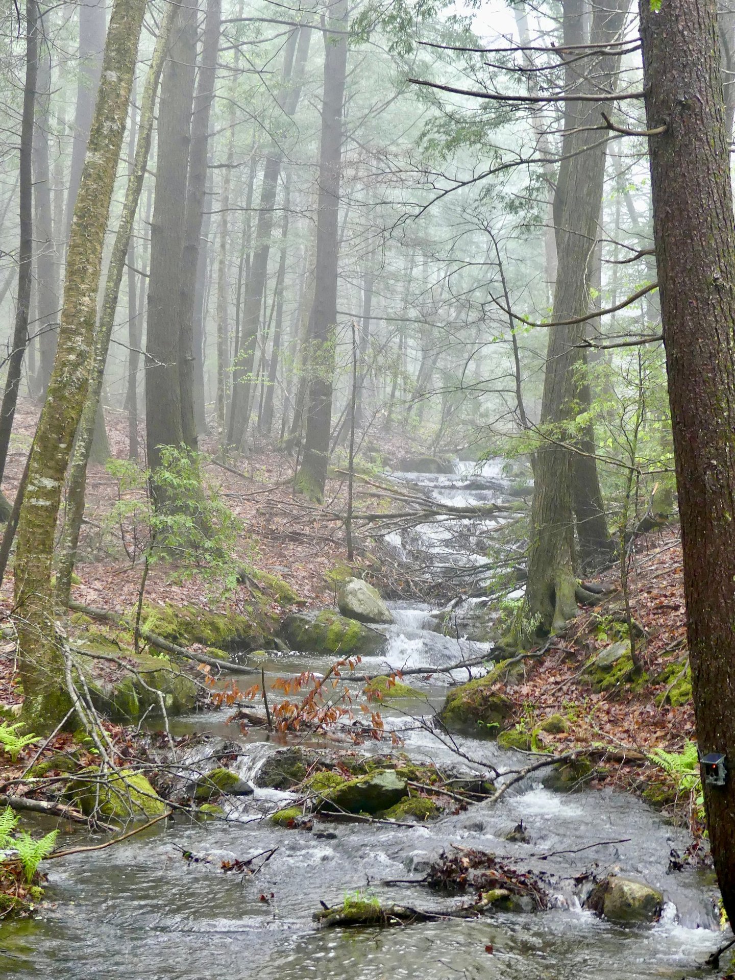 Photo of a small stream running through misty woods.