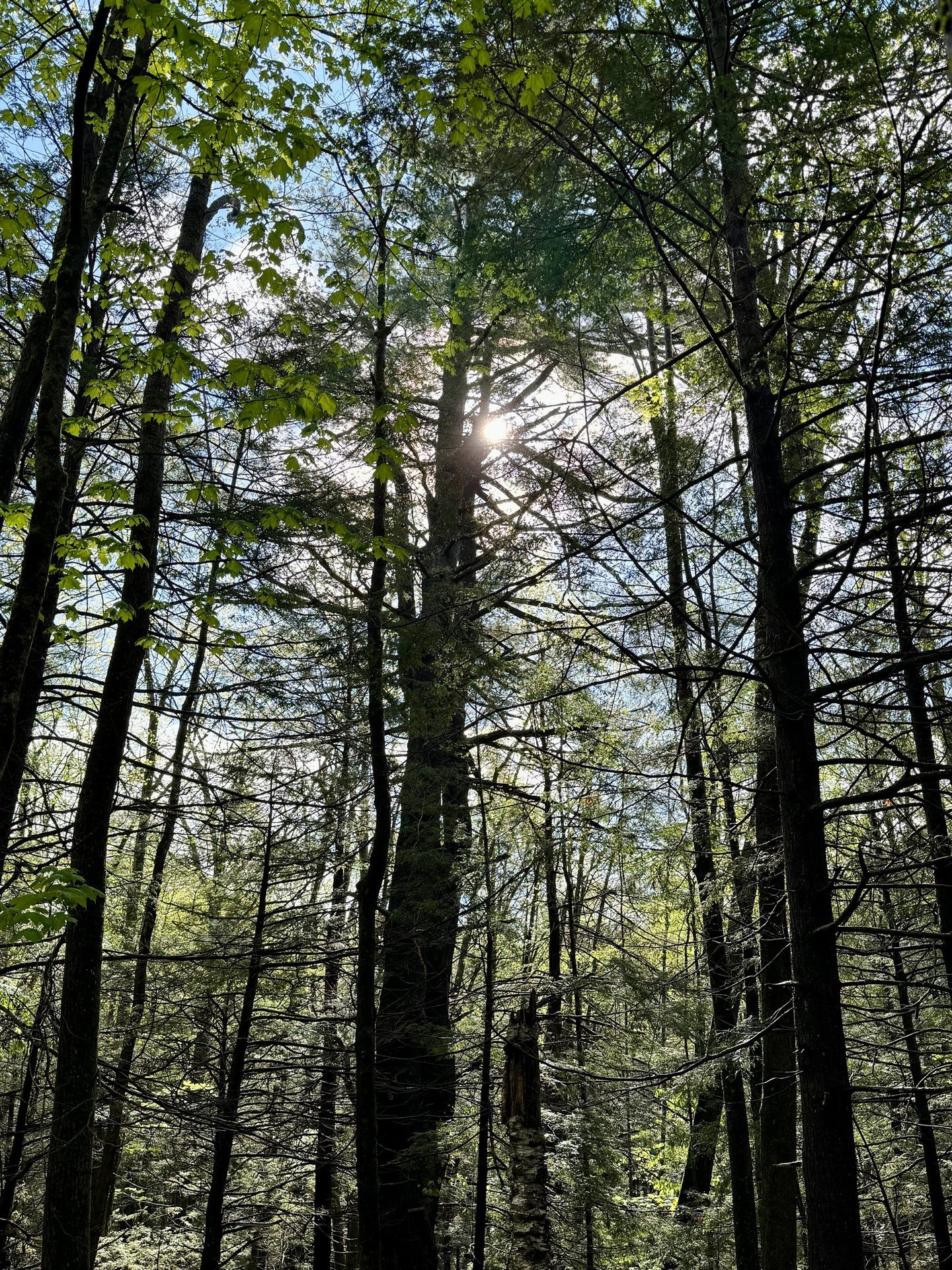 Photo of tall trees, close together, with the sun shining brightly between branches.