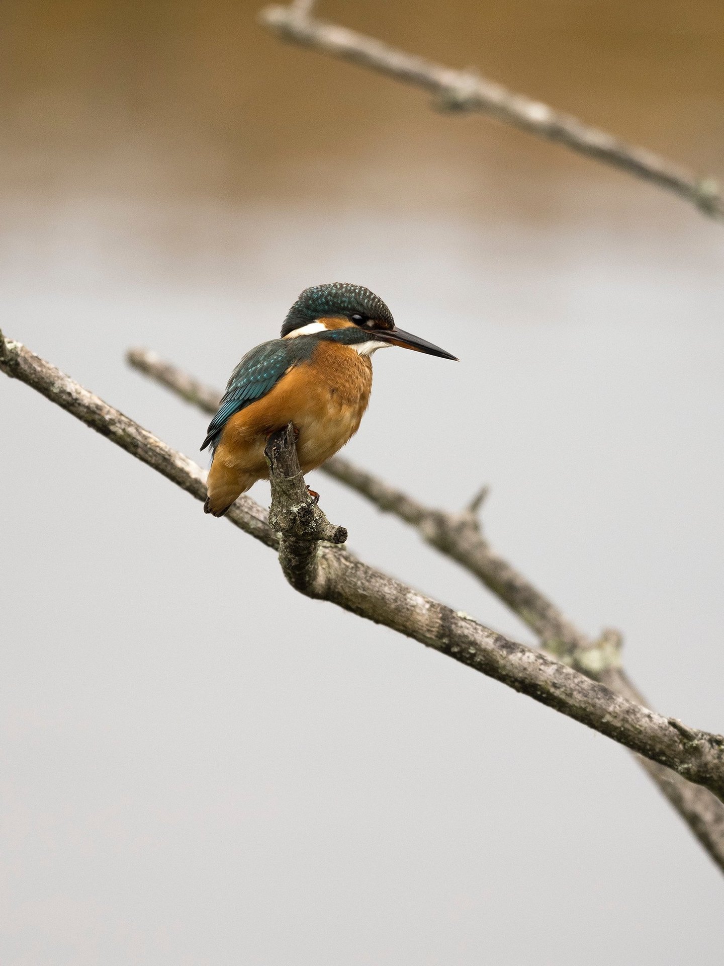 A colorful common kingfisher bird with orange and blue feathers perching on a bare tree branch.