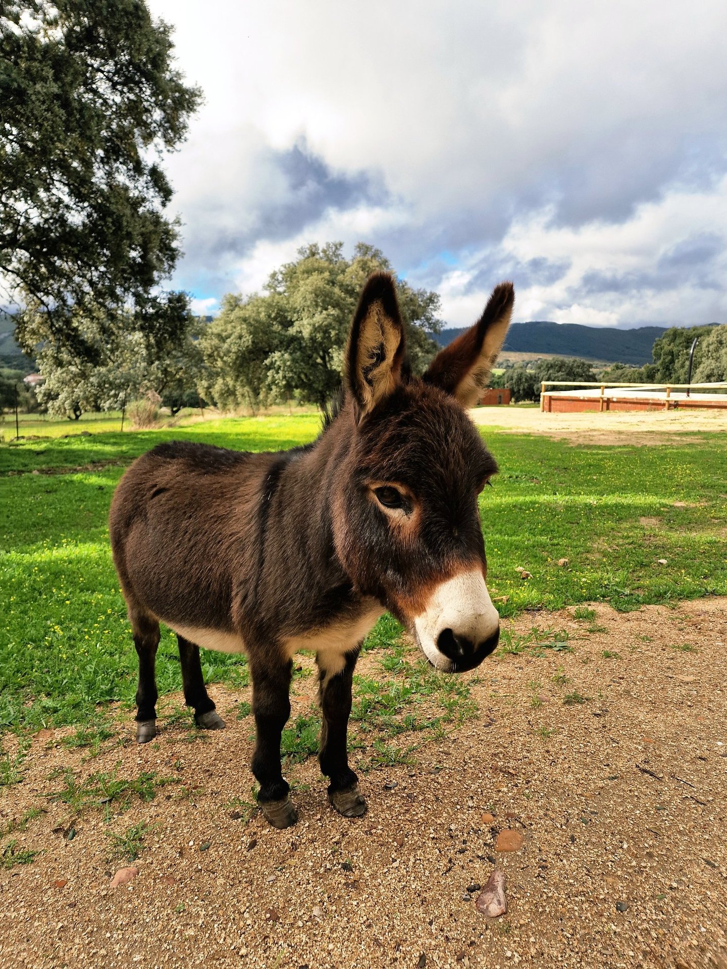 Gros plan d'un âne miniature