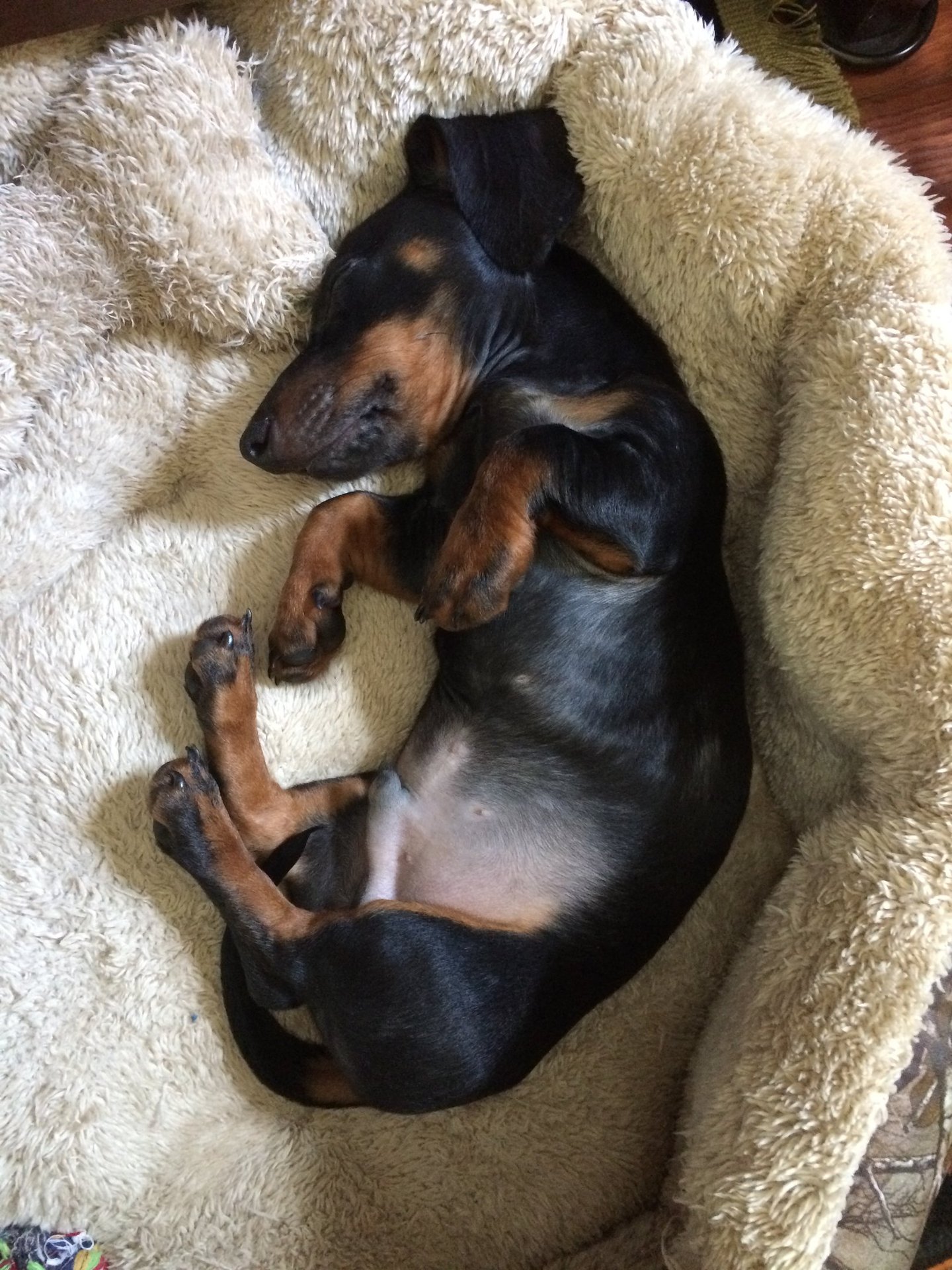 K-SCOOPS | Residential and Commercia Pooper Scooper in Forney, Kaufman, Heath, Rockwall, Terrell