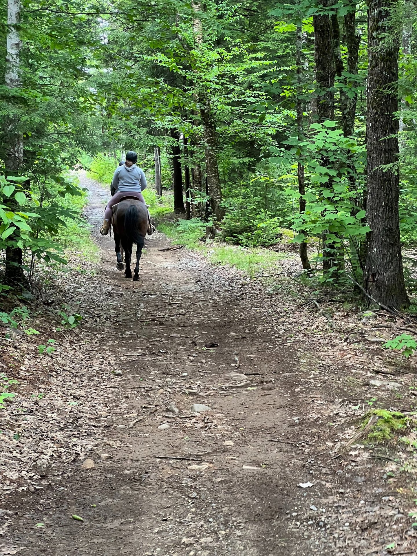a person riding a horse down a path in the woods
