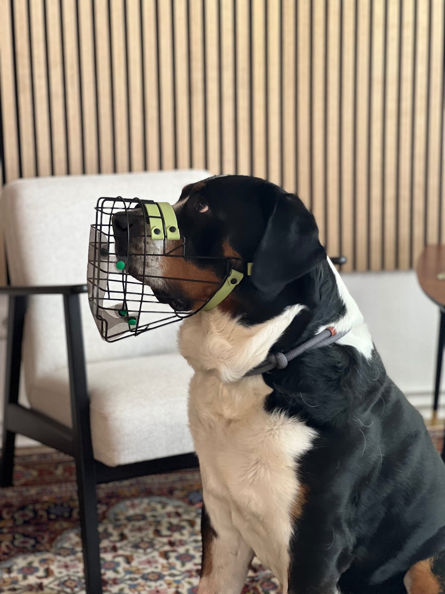 Hund mit Maulkorb und Fressschutz