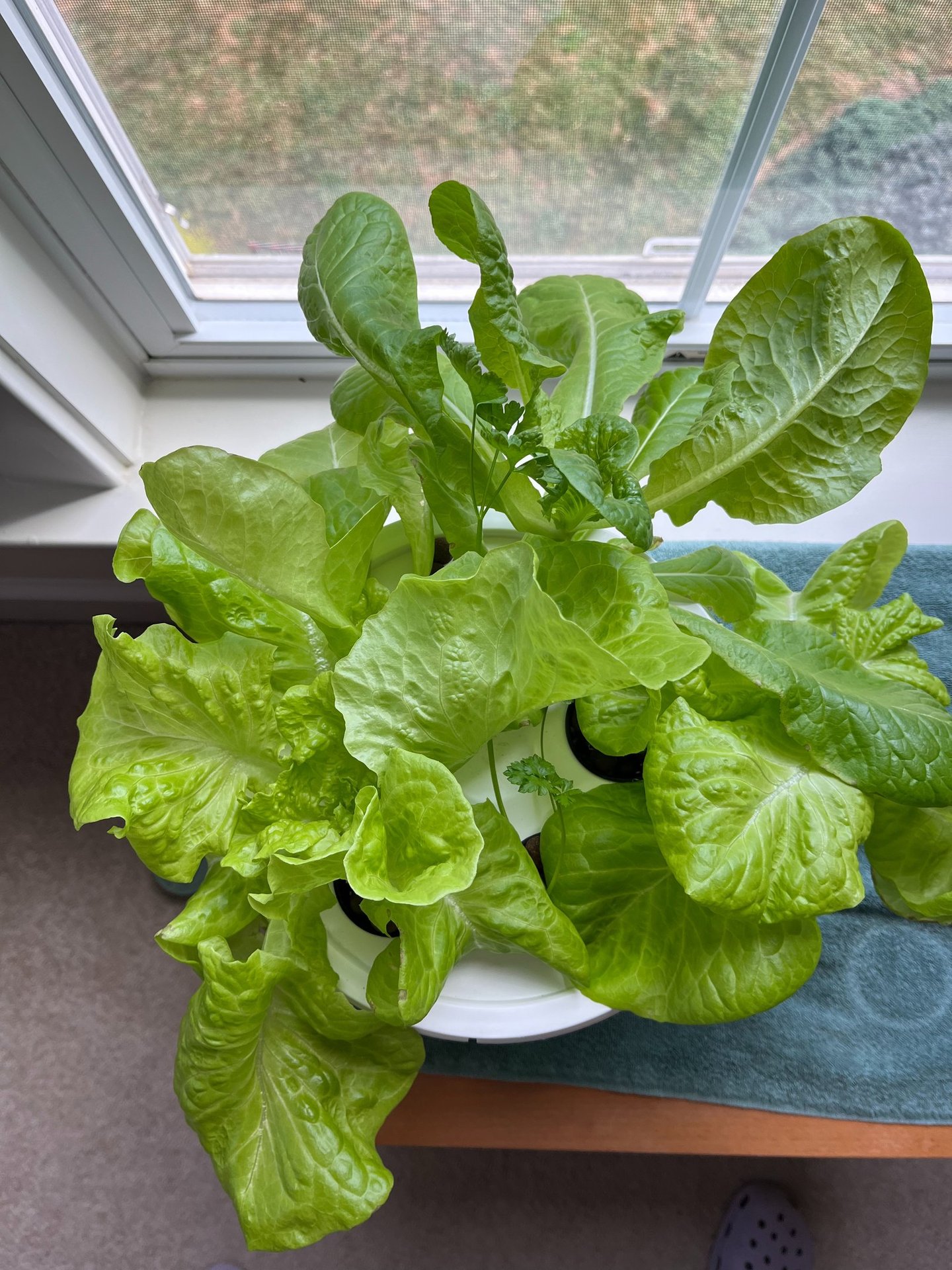 Lettuce growing in a hydroponic grow bucket