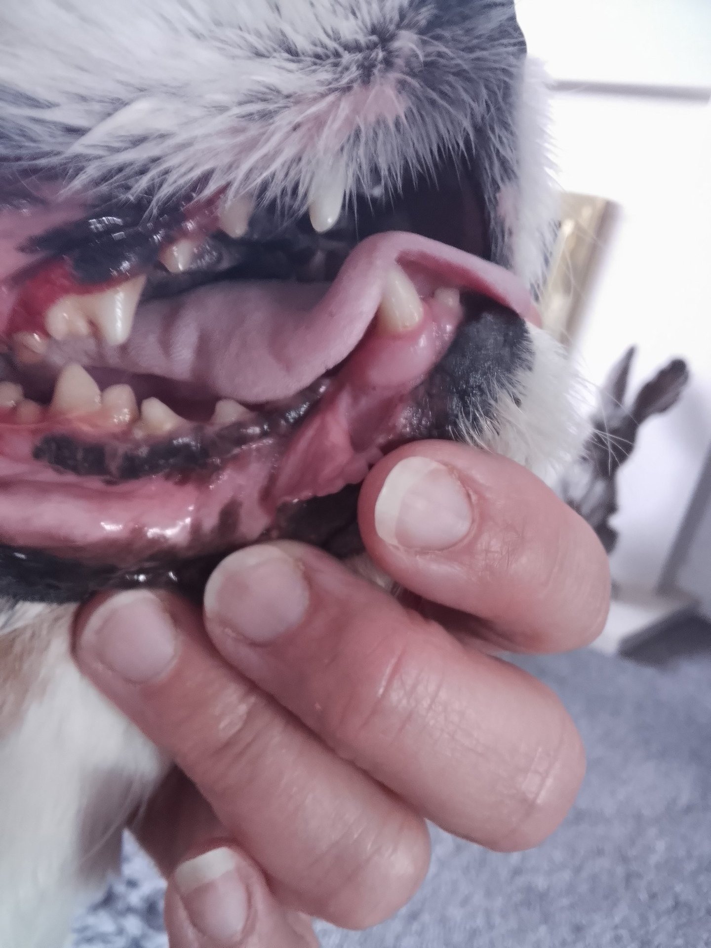 Dogs teeth after cleaning