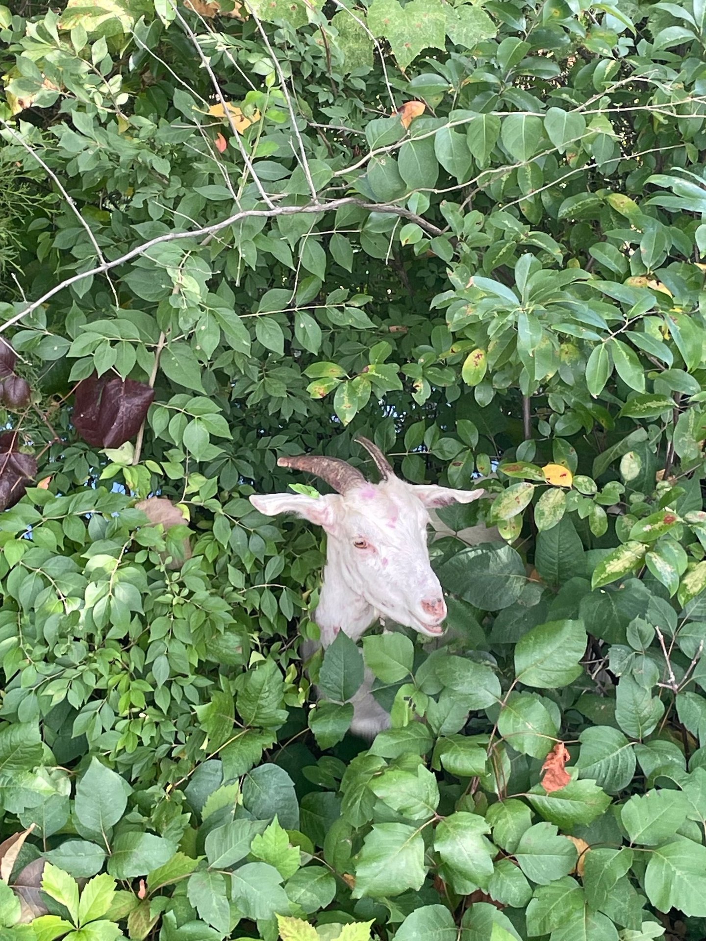 goat inside weeds eating unwated weeds