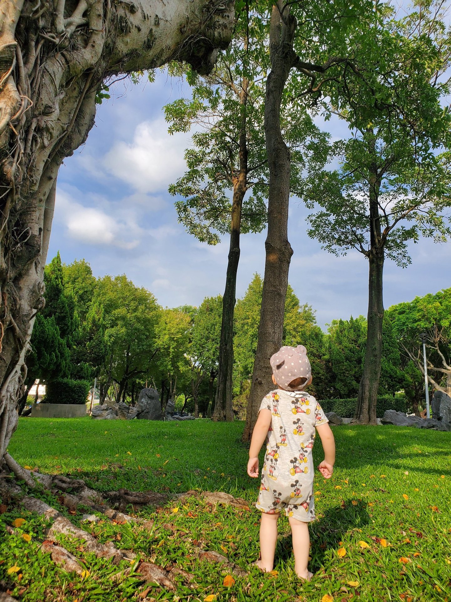 A toddler in a hat standing on green grass looking up at tall trees in a sunny outdoor park.