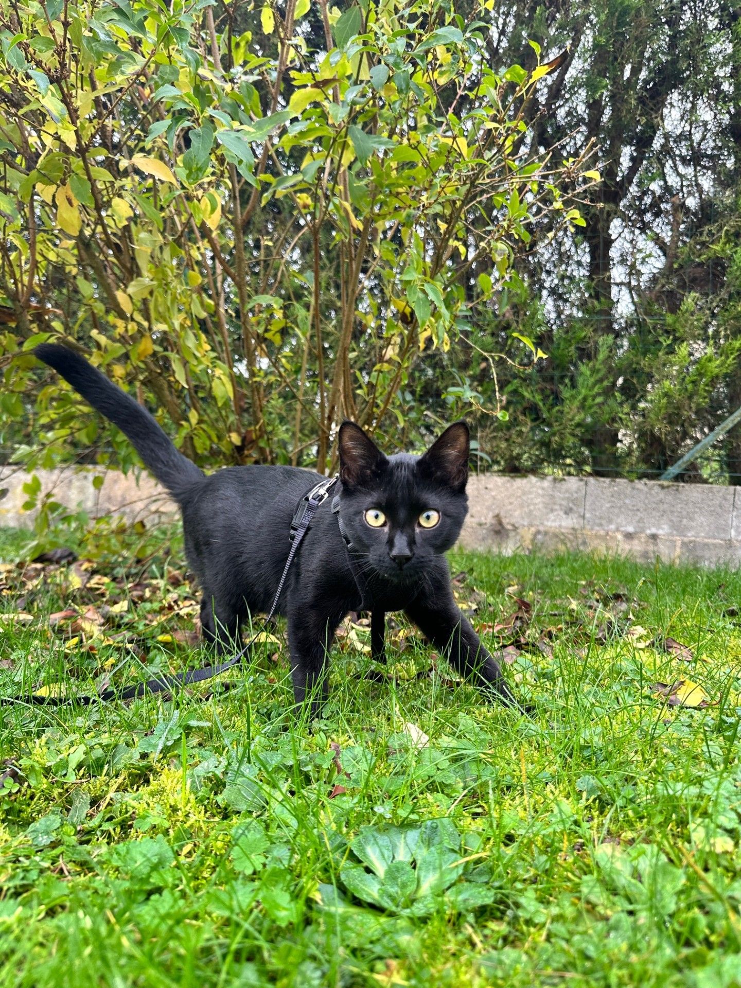 loki et compagnie communication animale dijon