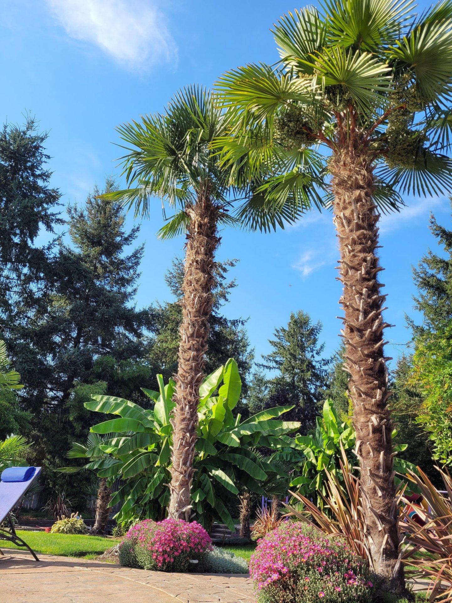 30' windmill palms with banana palms in the background