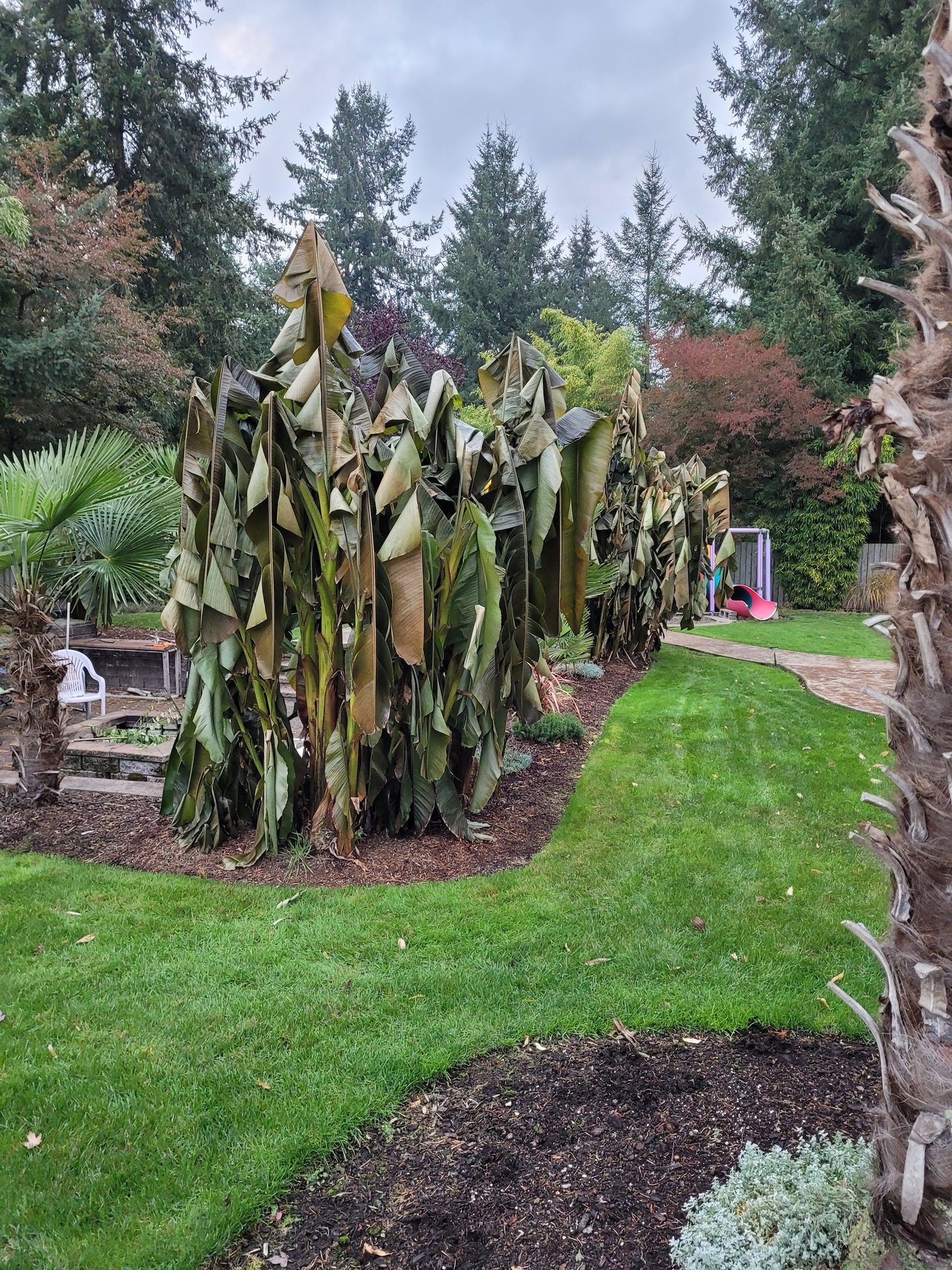 Banana palms early winter after first freeze