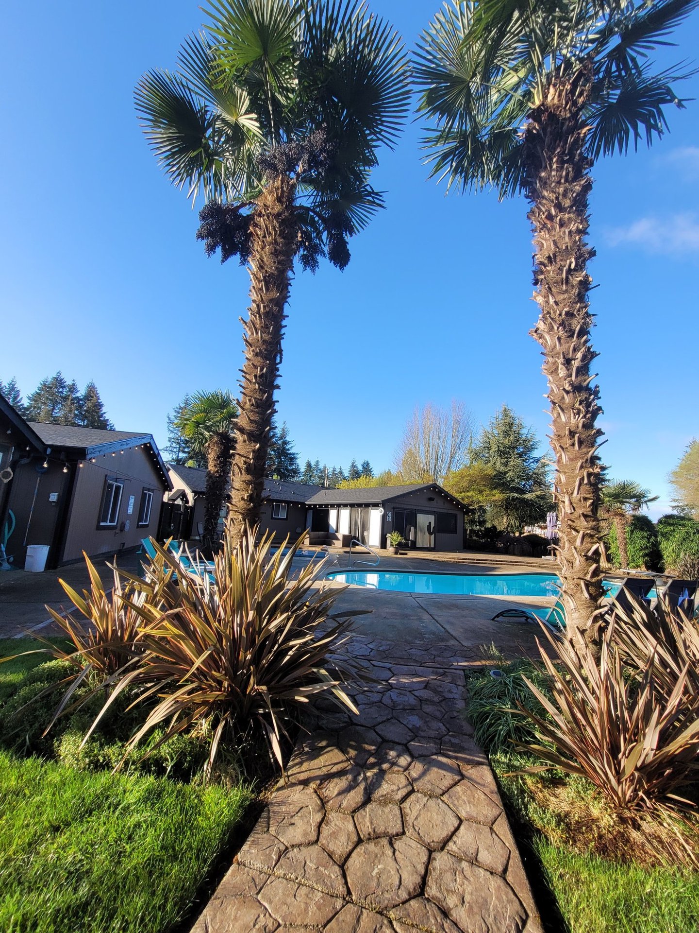 mature windmill palms