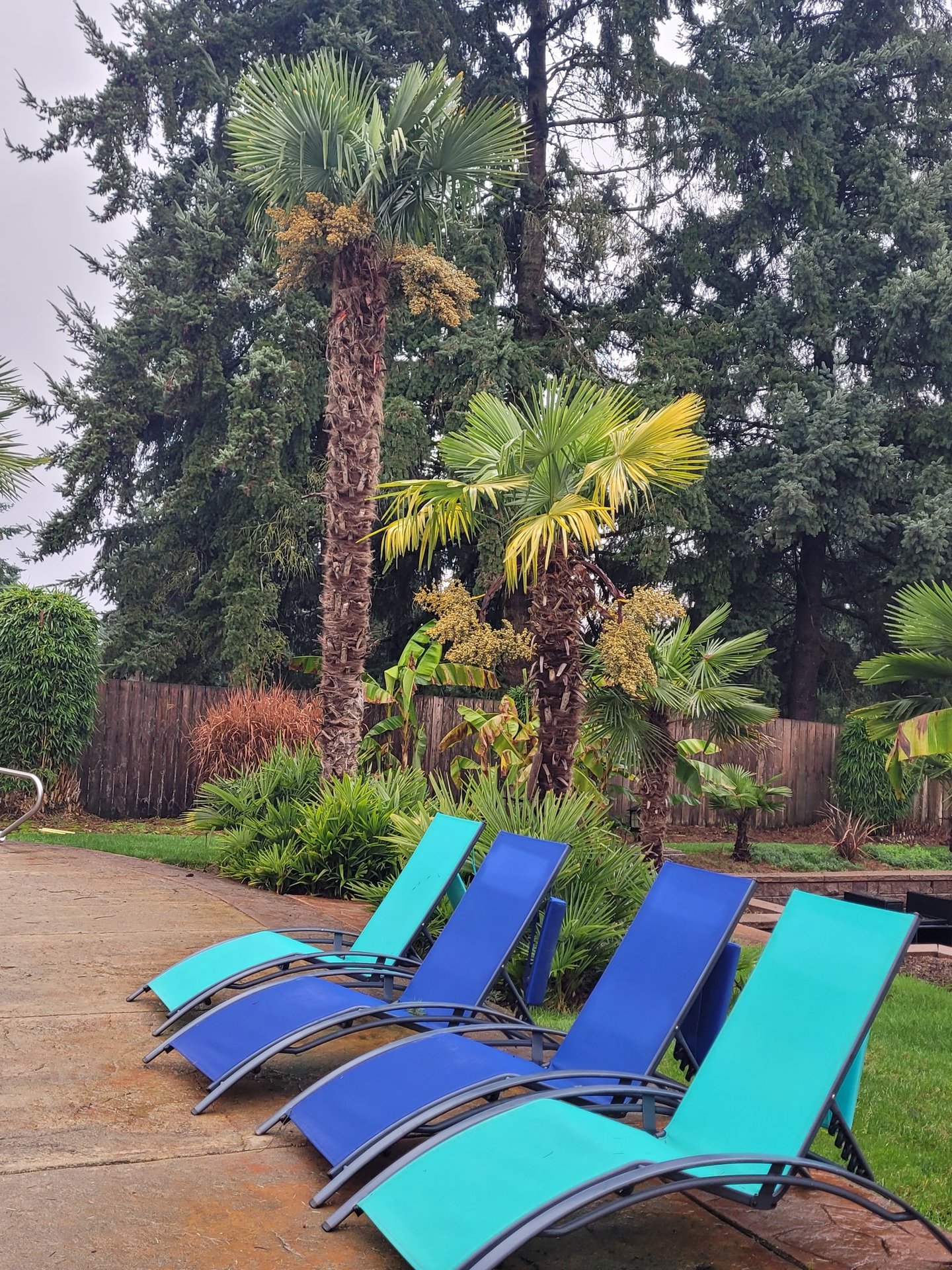 25' Windmill Palm amongst others