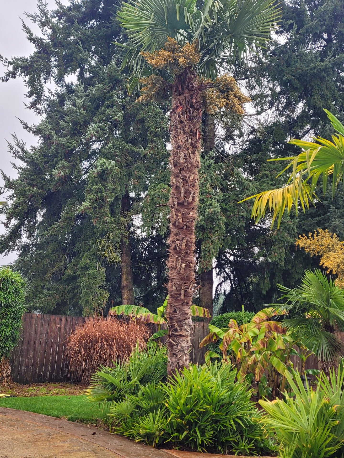 propagating windmill palms