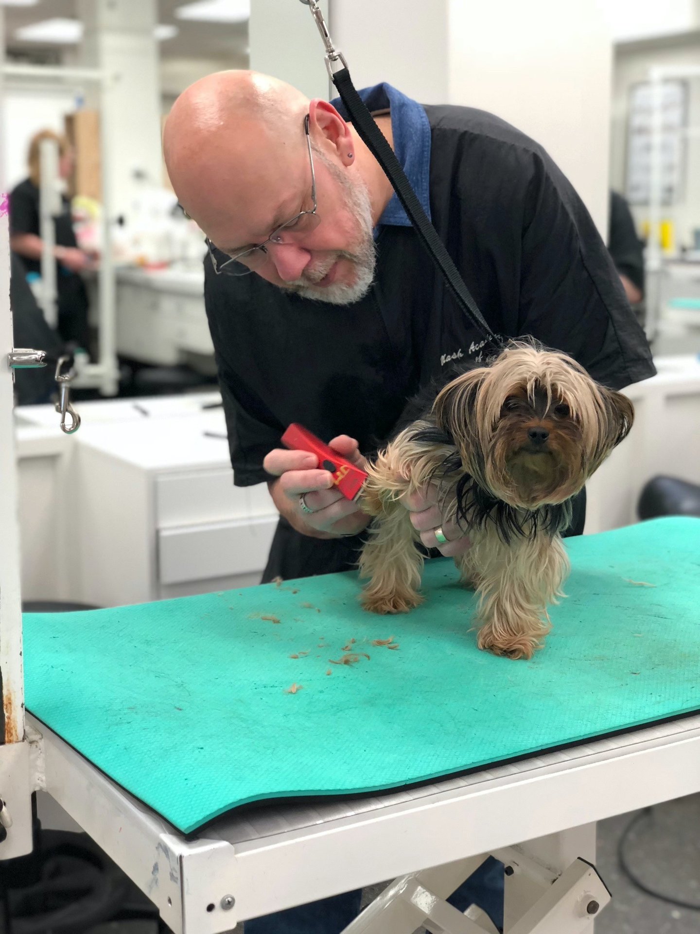 Jody grooms a small Yorkie.