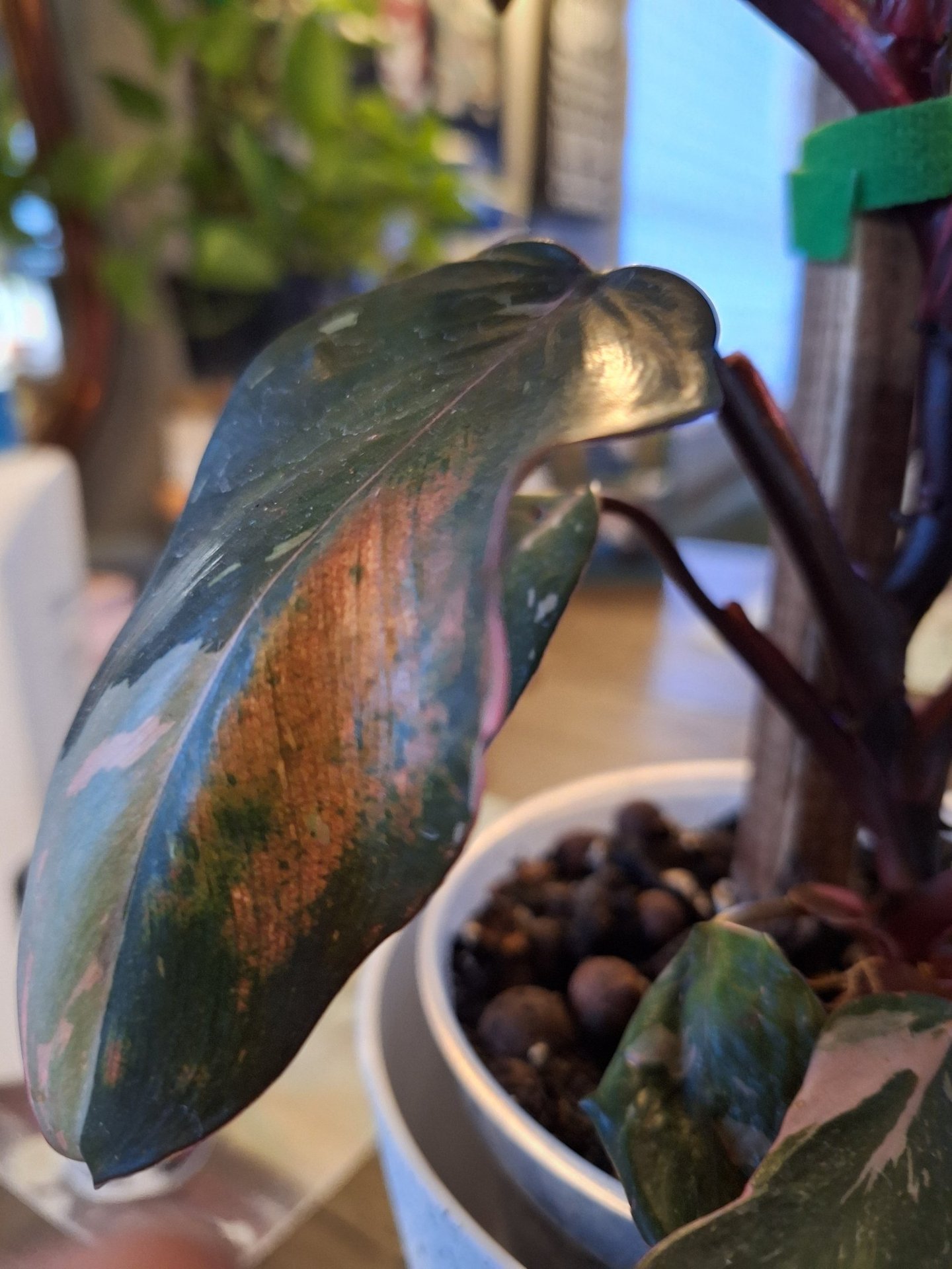 Pink Princess Philodendron leaf with small brown spotting, an example of the minor leaf issues